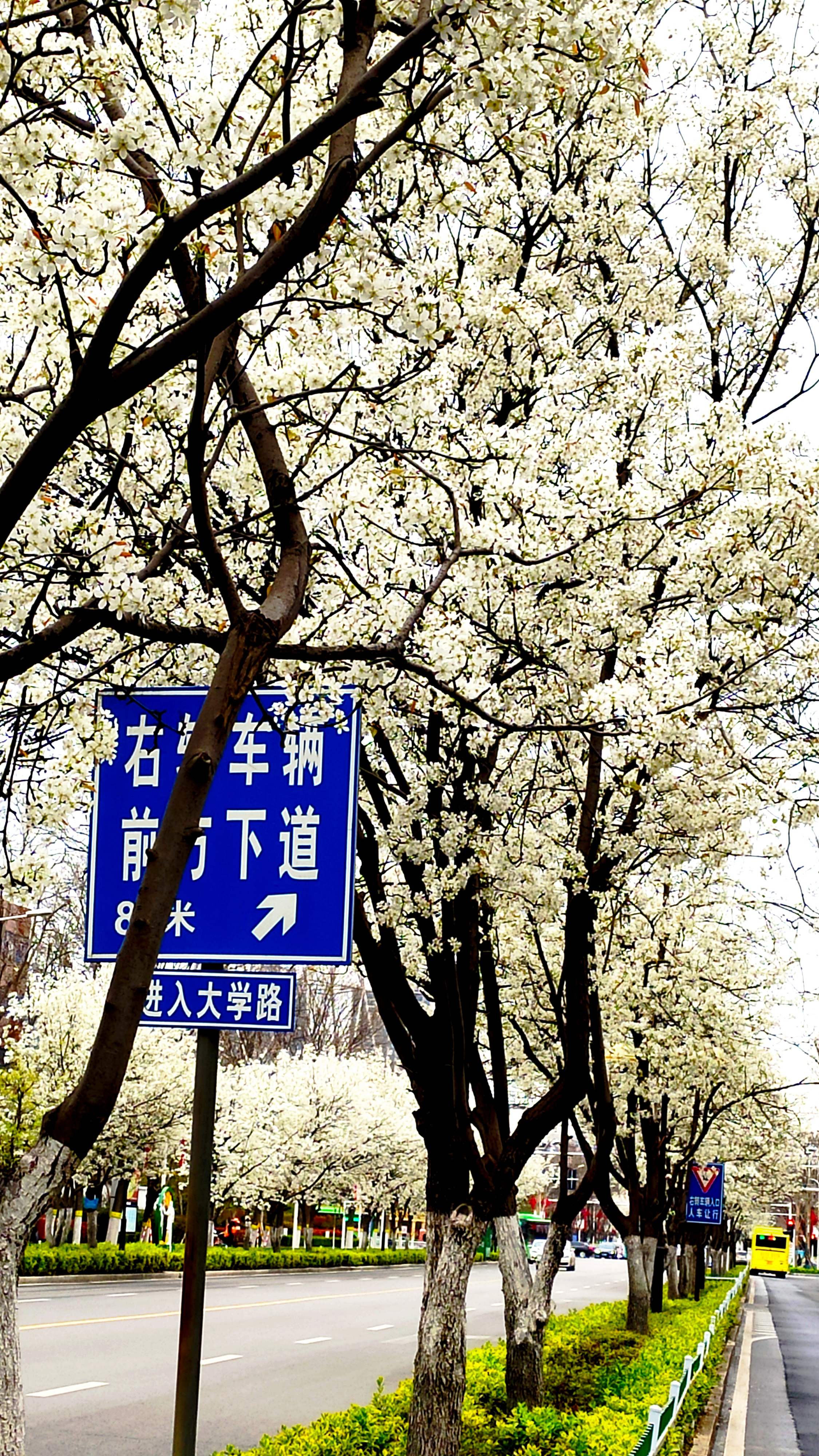 忽如一夜春风来,漯河"梨花大道"盛装迎宾客