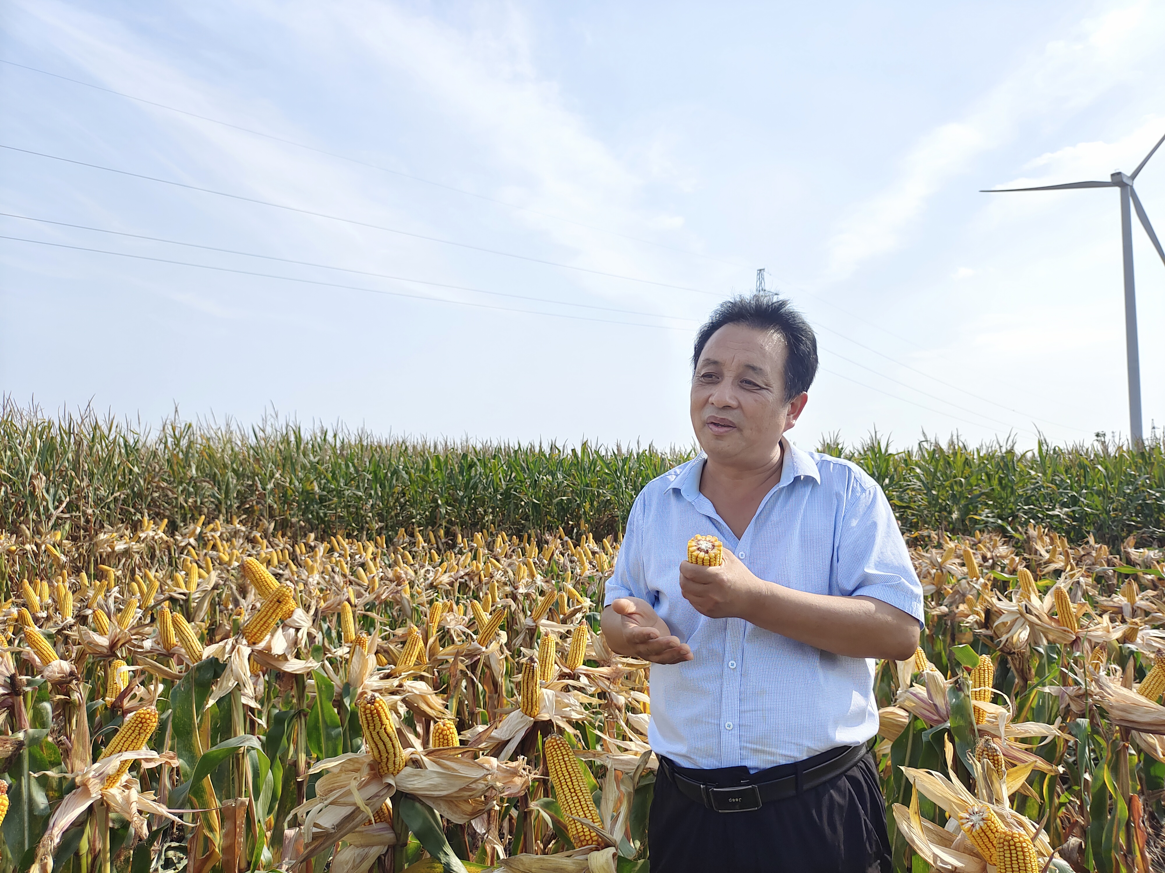土方法加科学种植 西华县种粮大户曹自堂种田有"秘诀"