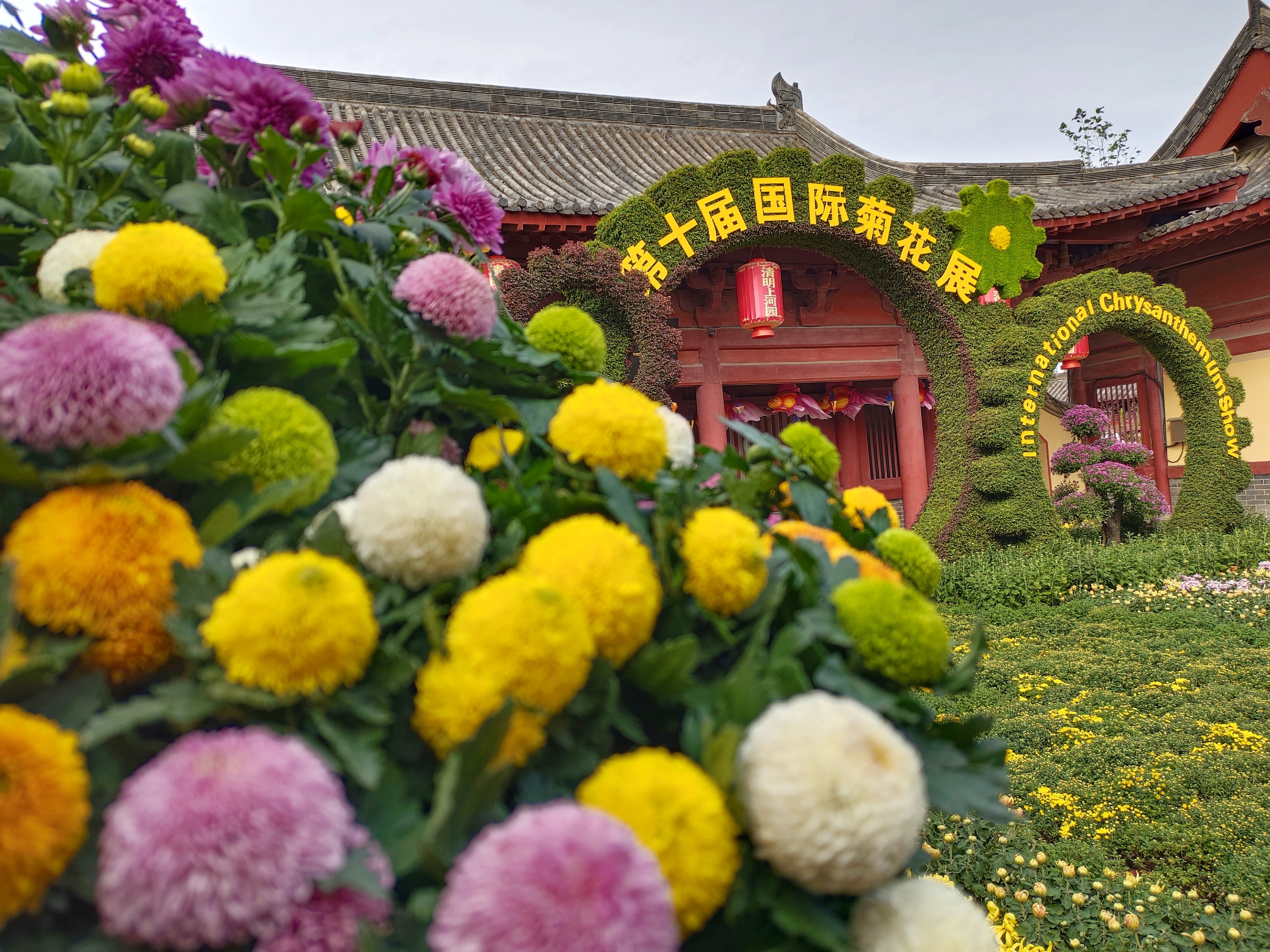 中国开封第39届菊花文化节百万株名品菊花邀你奇妙游清园
