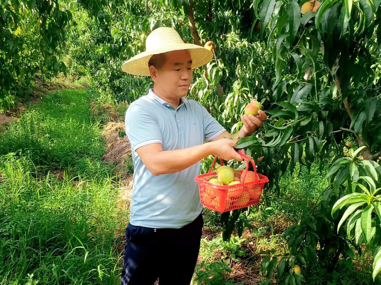 在余子店村平顶铺生态种养殖基地,110多亩桃树郁郁葱葱,基地负责人吴