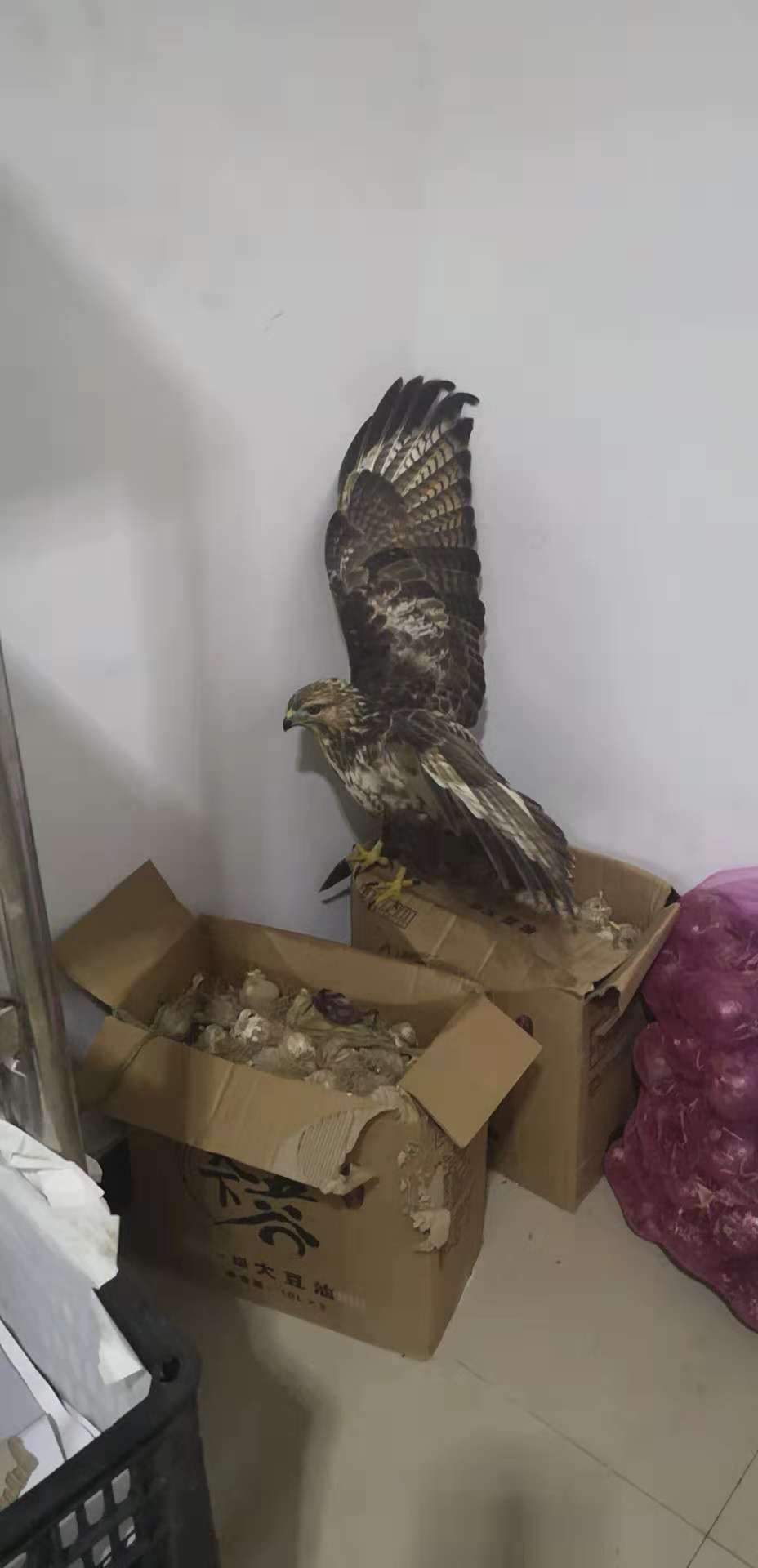 商丘民警救下一只大鸟专家鉴定竟是国家二级保护动物雀鹰