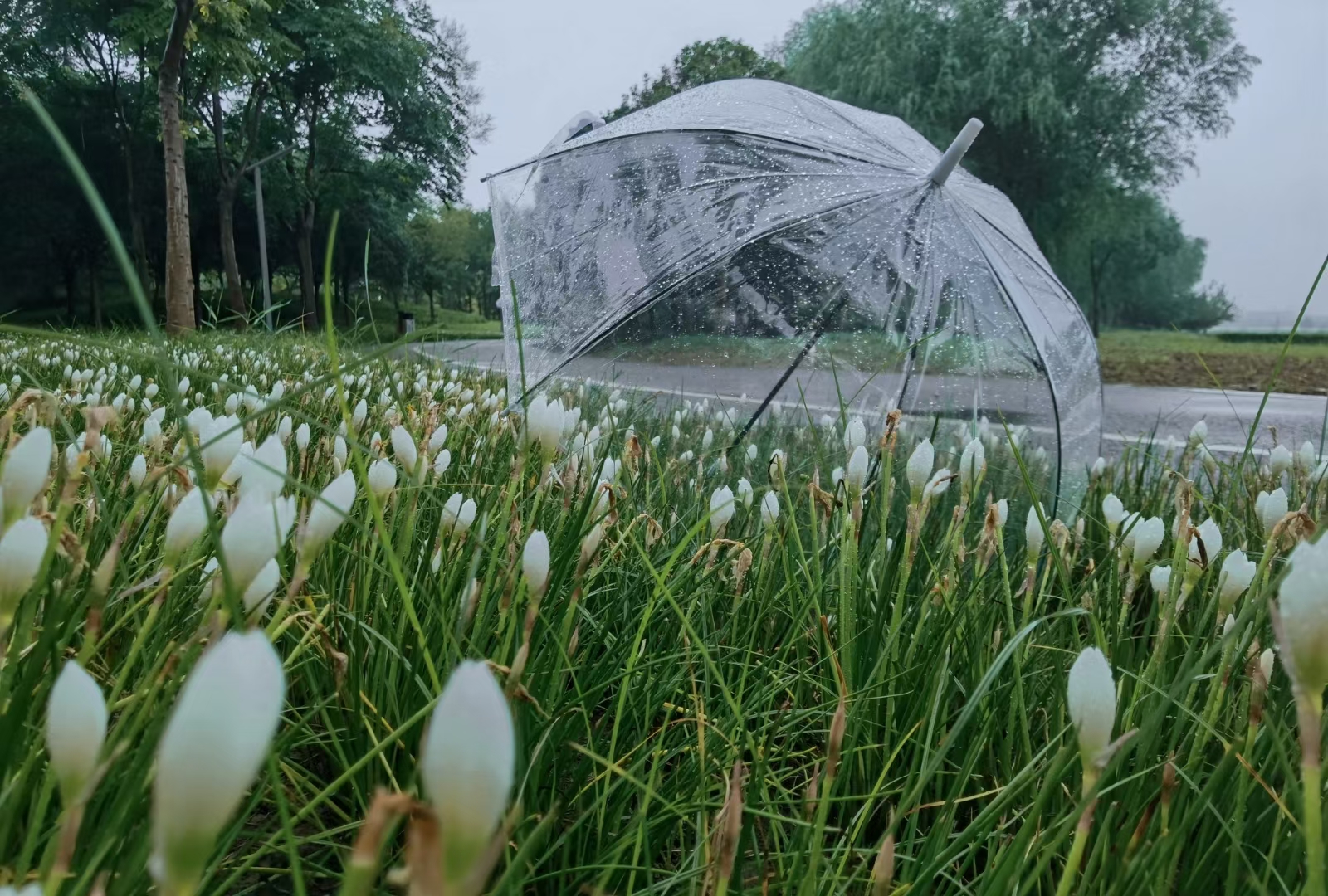 8月末的河南斜风细雨送秋凉气温徘徊在20彻底凉凉