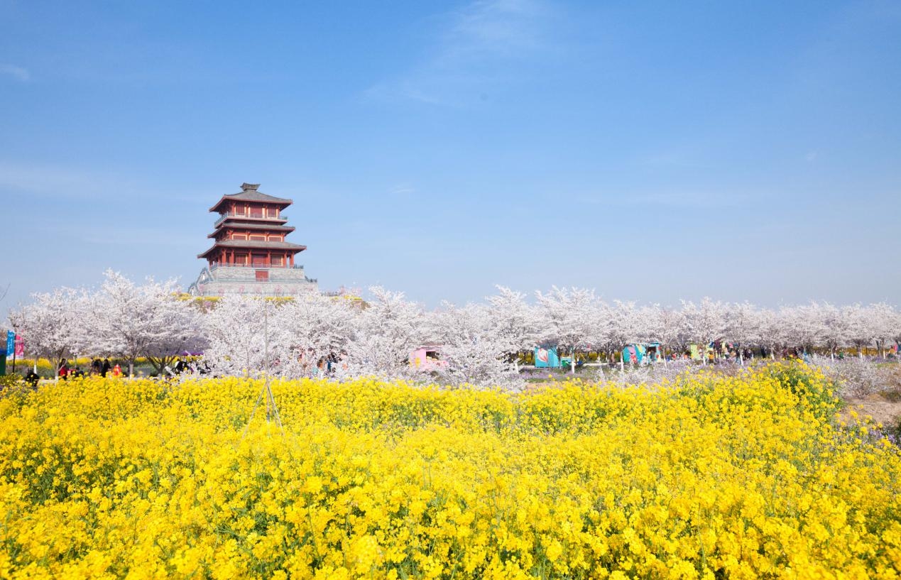 百万樱花开粉染黄河岸古柏渡丰乐樱花园3月1日盛装开园