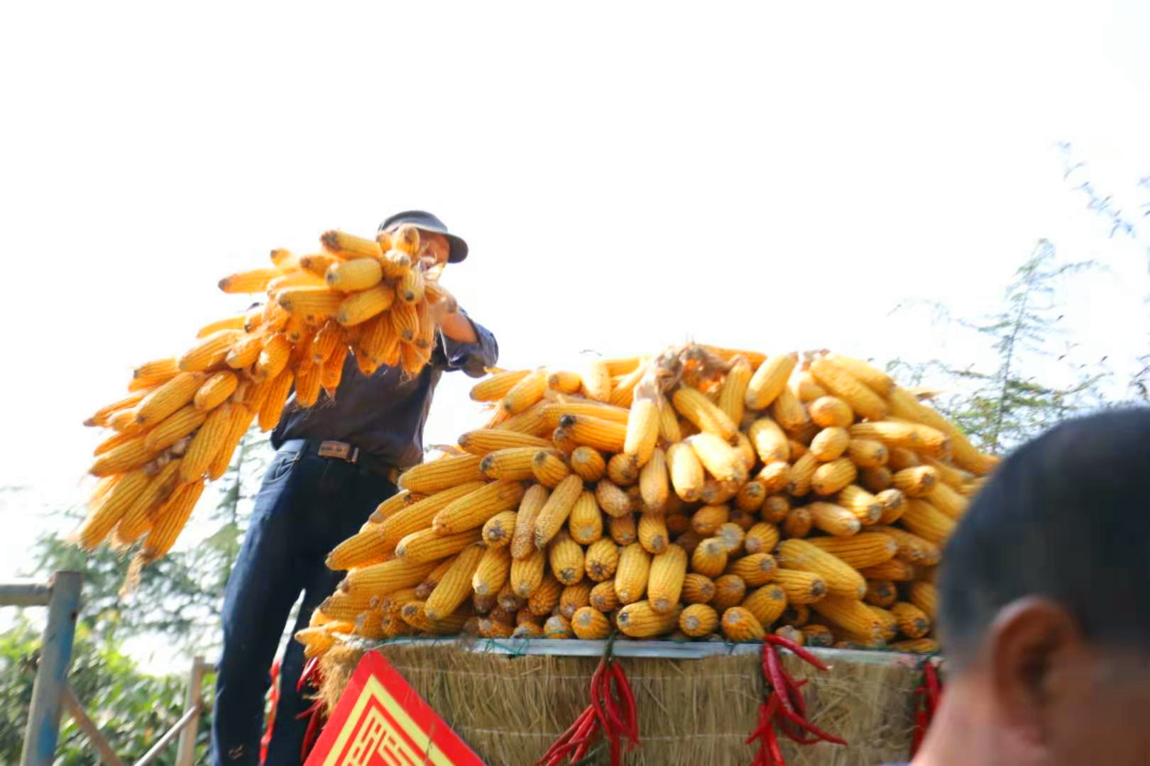 玉米组成黄河花生垛成小山大河网记者探营中国农民丰收节河南主会场