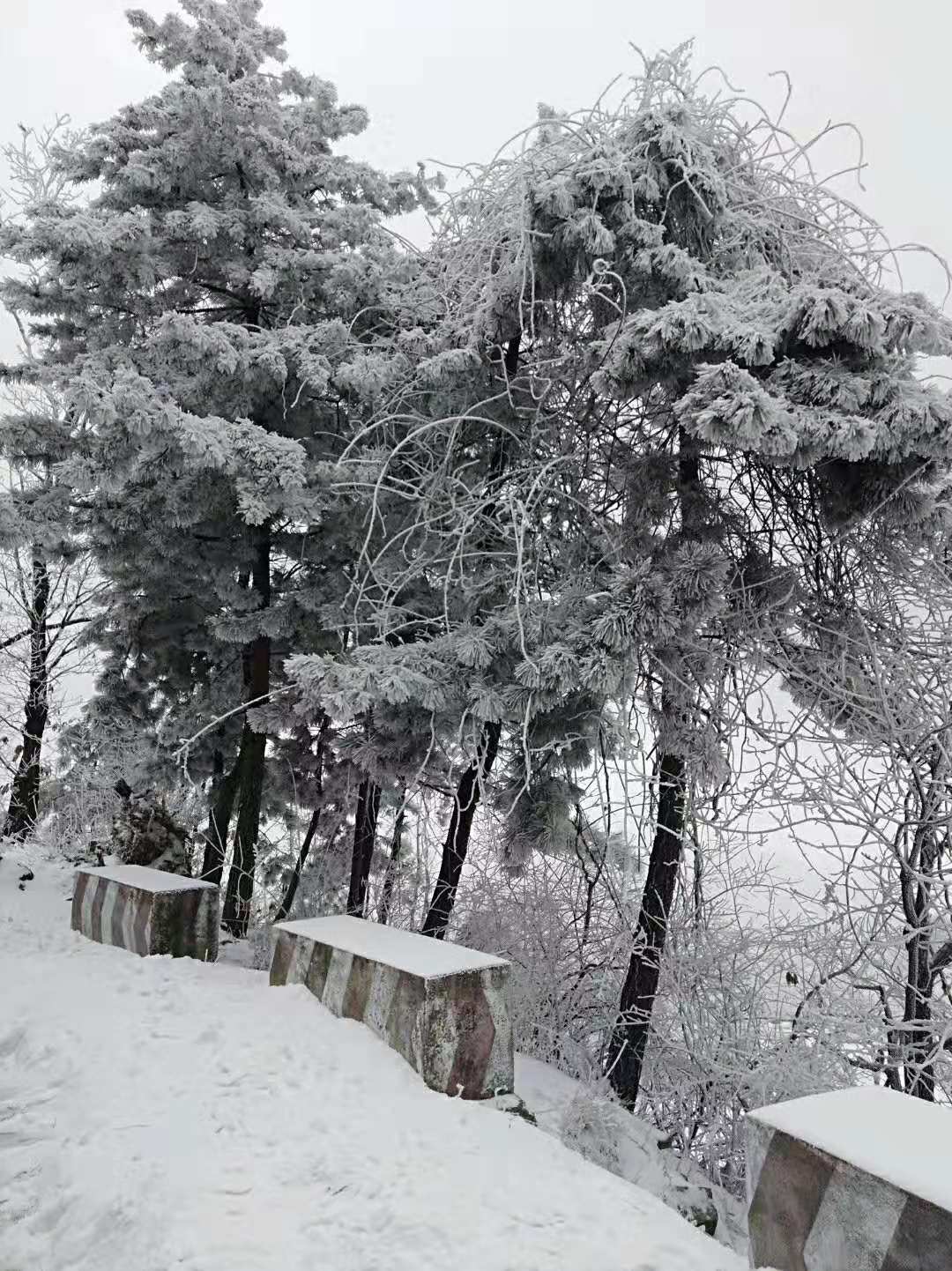 洛阳多地降雪,雪景怡人