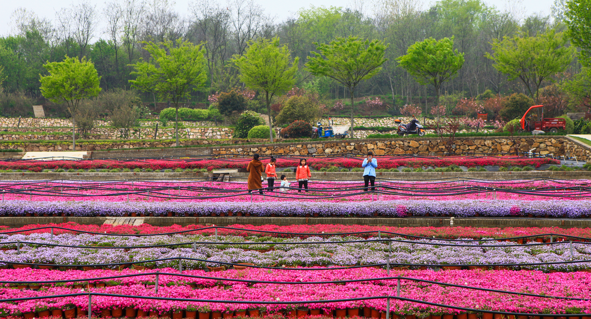 信阳平桥彭家湾乡人口_信阳彭家湾植物园名称