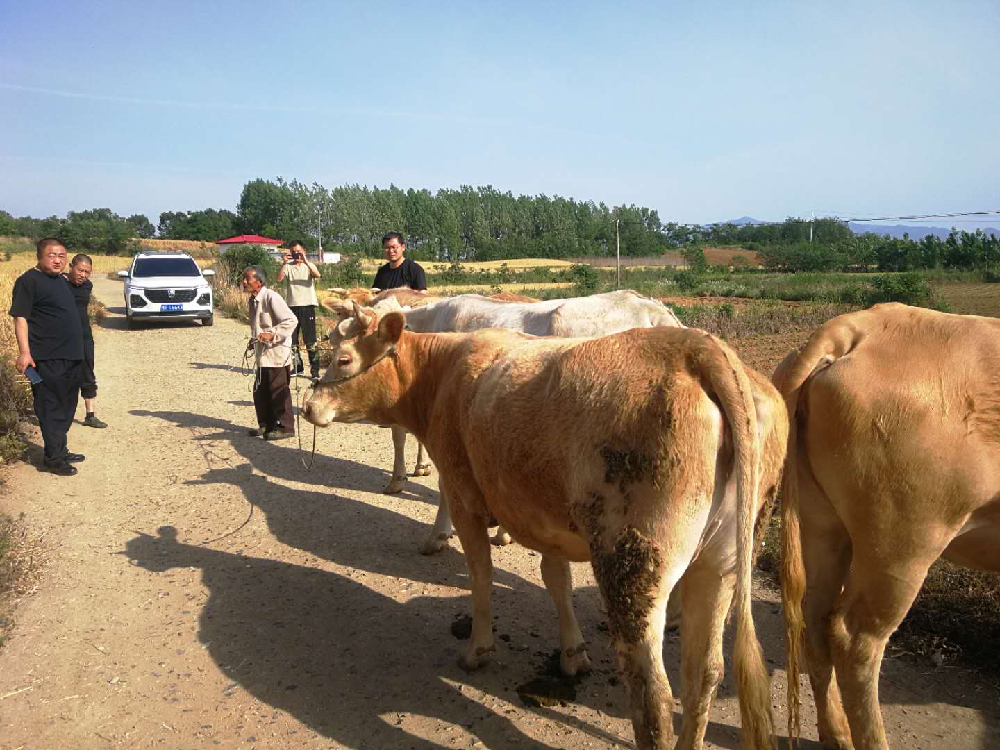 牛:我是谁?我在哪儿?我主人呢?桐柏公安吴城派出所:快速寻主解急忧