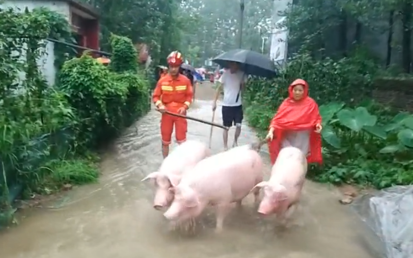 消防|猪圈被淹、粮库遇险、车辆掉沟……暴雨中漯河消防紧急出动！