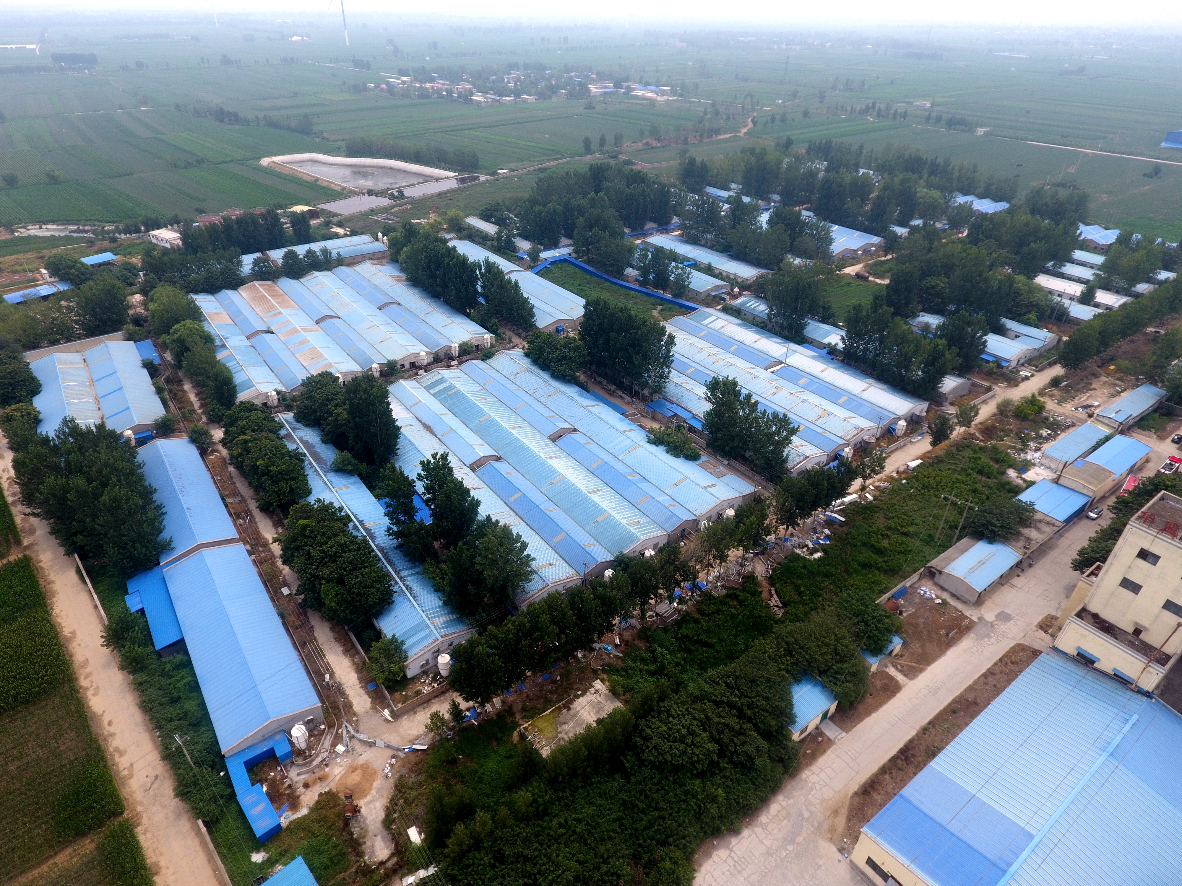 消防员|安阳2万头“二师兄”中暑 消防员紧急蓄水7小时救命