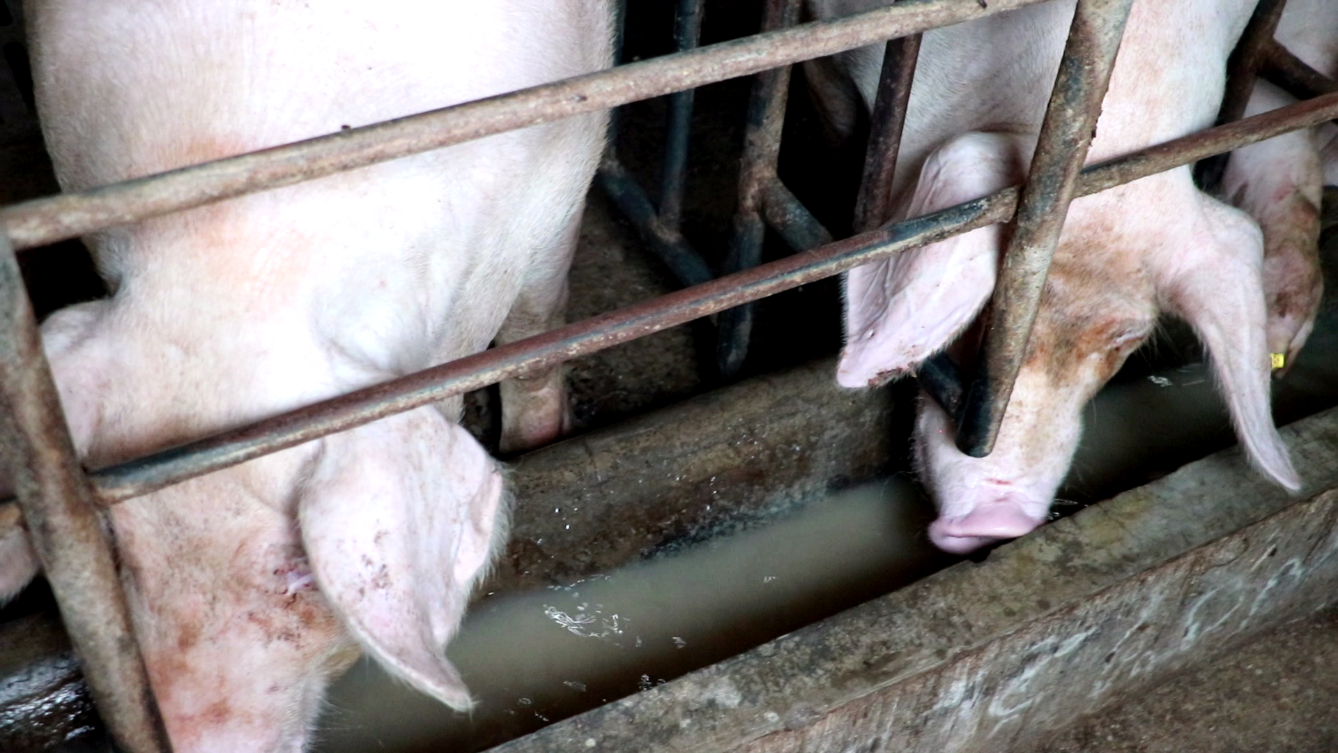 消防员|安阳2万头“二师兄”中暑 消防员紧急蓄水7小时救命