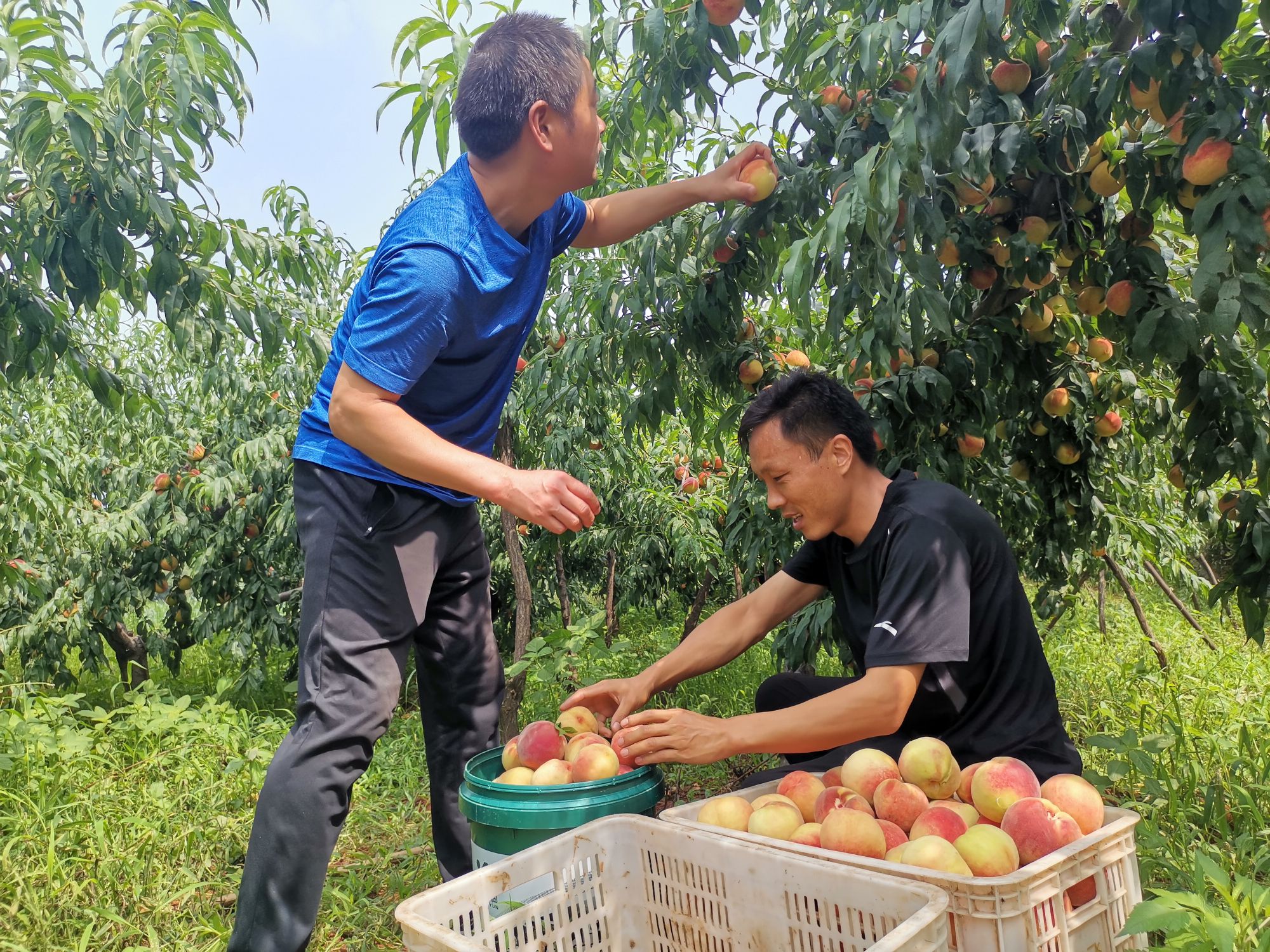 桃子|患病村民卖桃为妻治病 济源驻村书记真情帮扶解难题