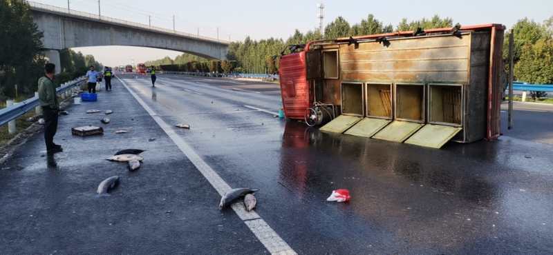 |3000斤鱼，撒在高速上！