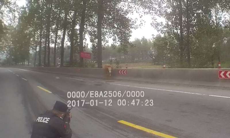 |惊险一幕！特警果断开枪击毙疯牛！