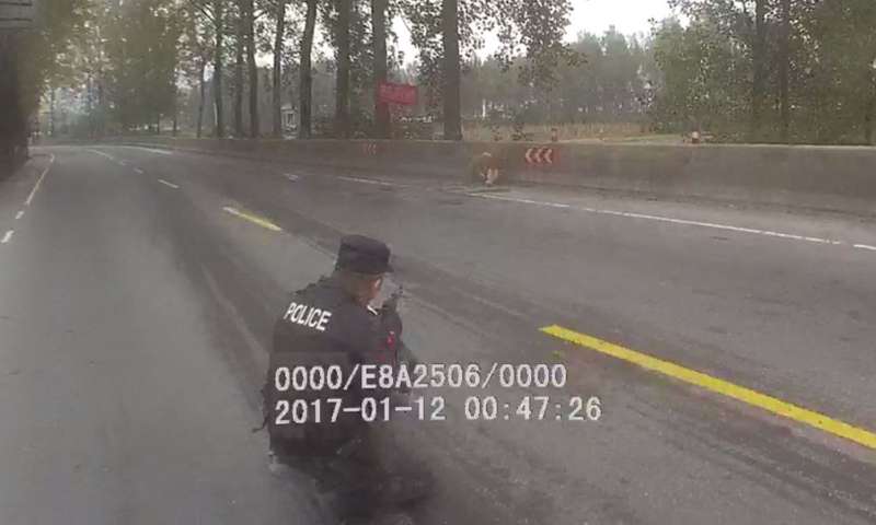 |惊险一幕！特警果断开枪击毙疯牛！