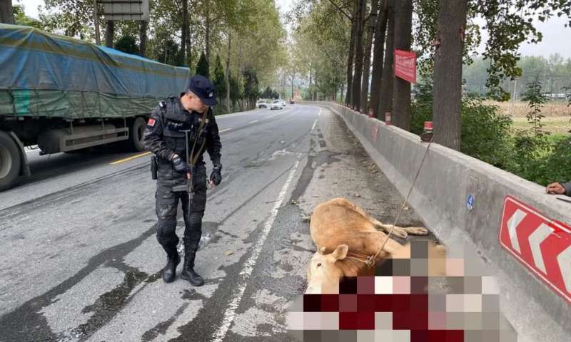 |惊险一幕！特警果断开枪击毙疯牛！