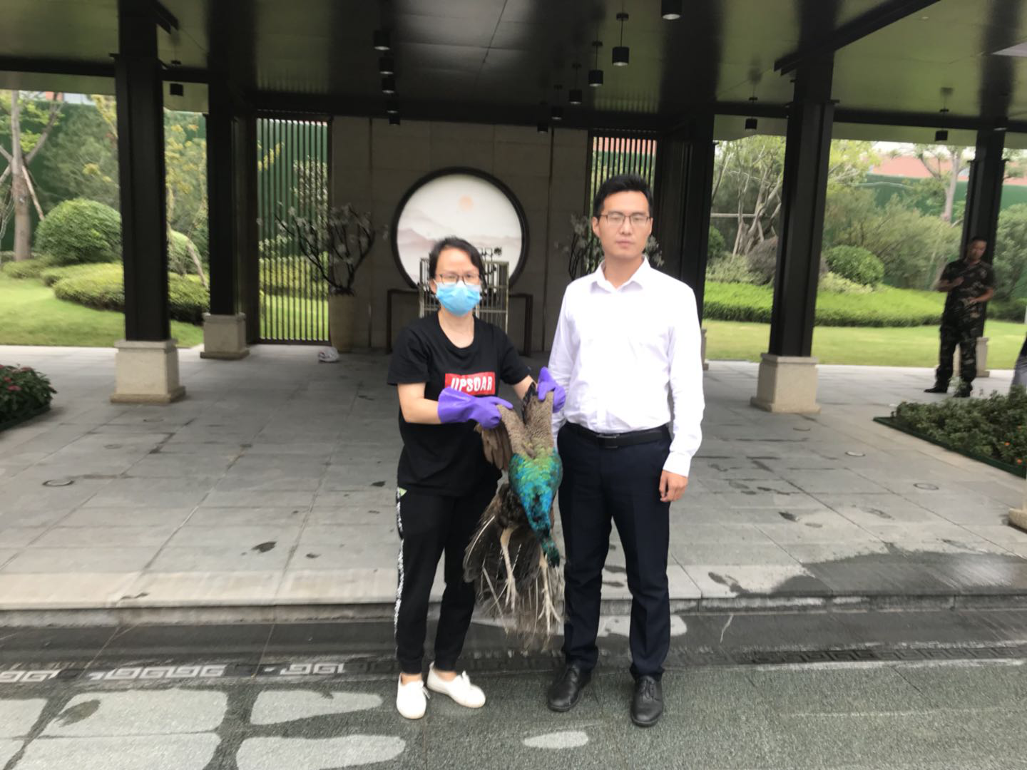 |家门口偶遇“迷路”孔雀，漯河城管给它一个“家”！