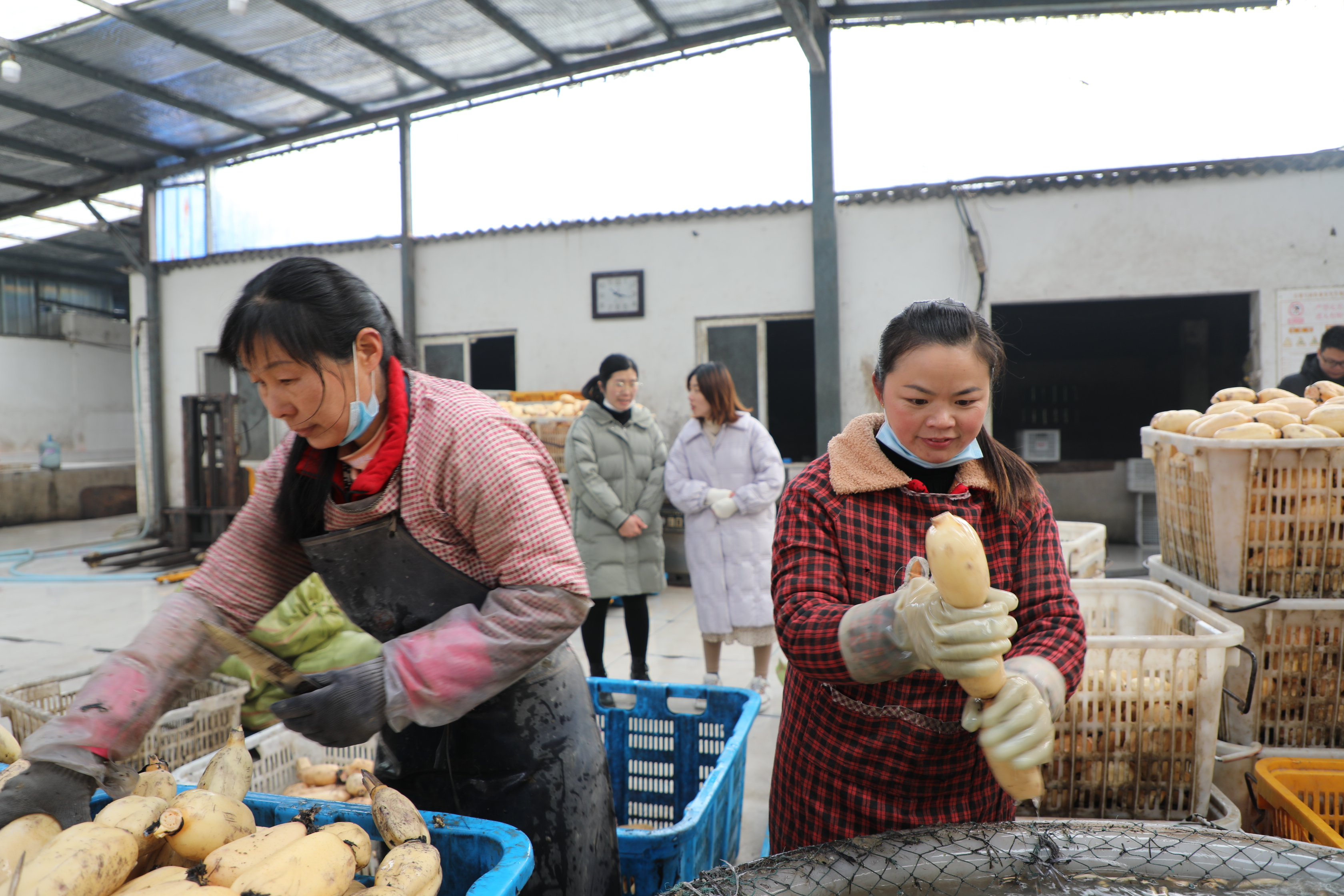 信陽市溮河區農業產業現代化鼓了群眾的錢袋子