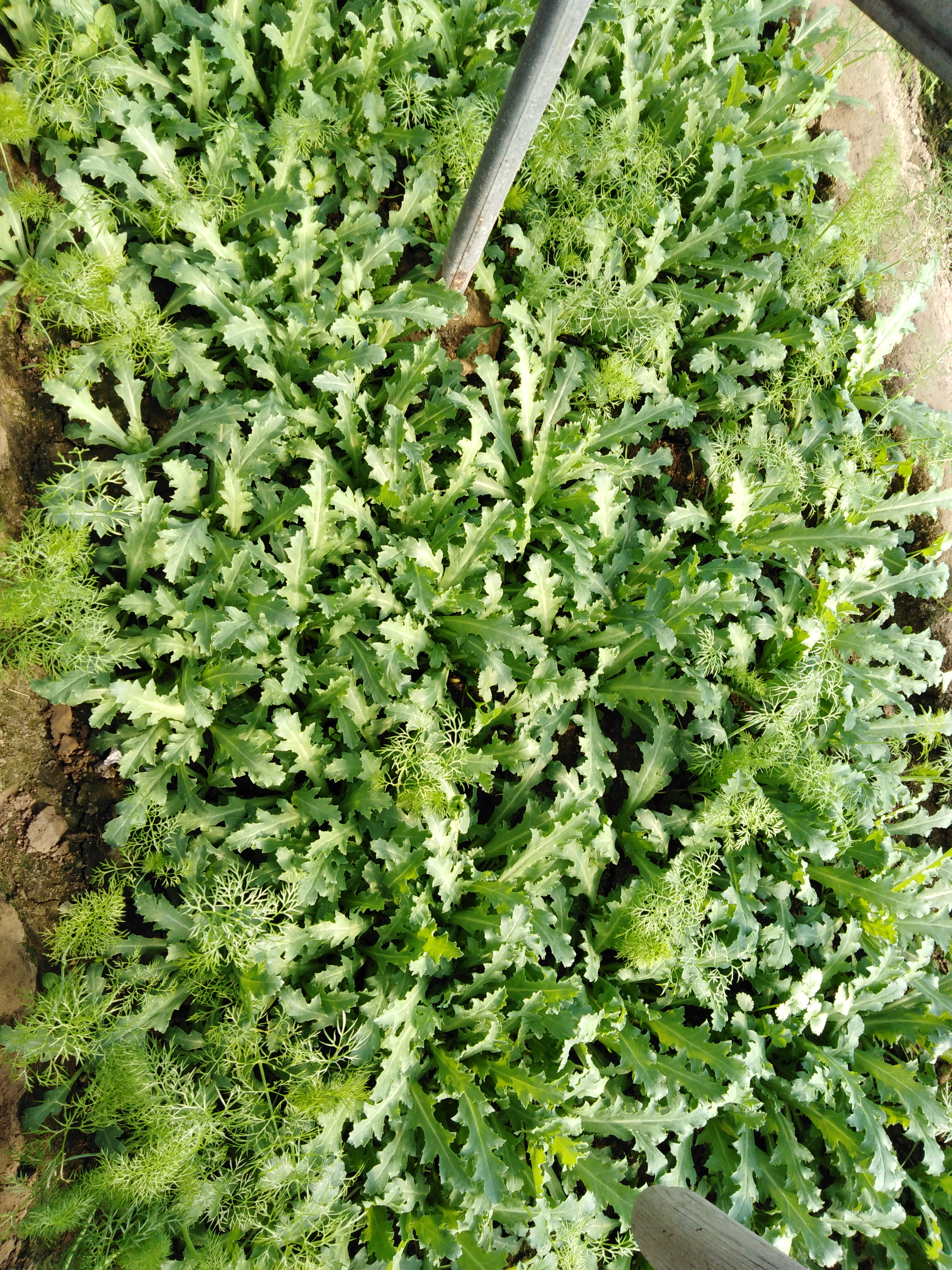 驻马店西平县一村民:非法种植罂粟上千余株被刑拘