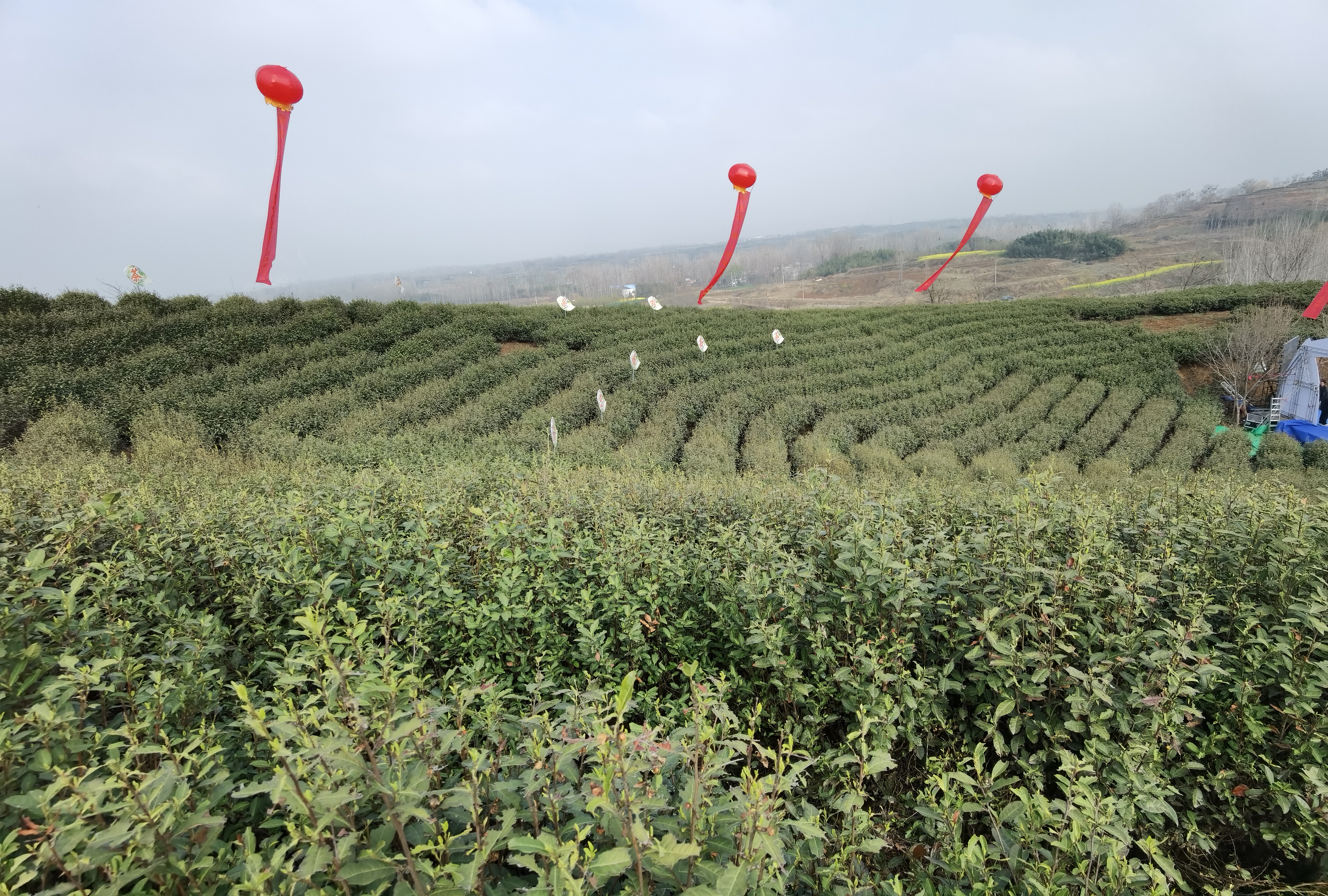 赢博体育官网入口：赢博体育app：【喝茶的注意事项】饮茶的好处_茶的分类_亲子百科_太平洋亲子网