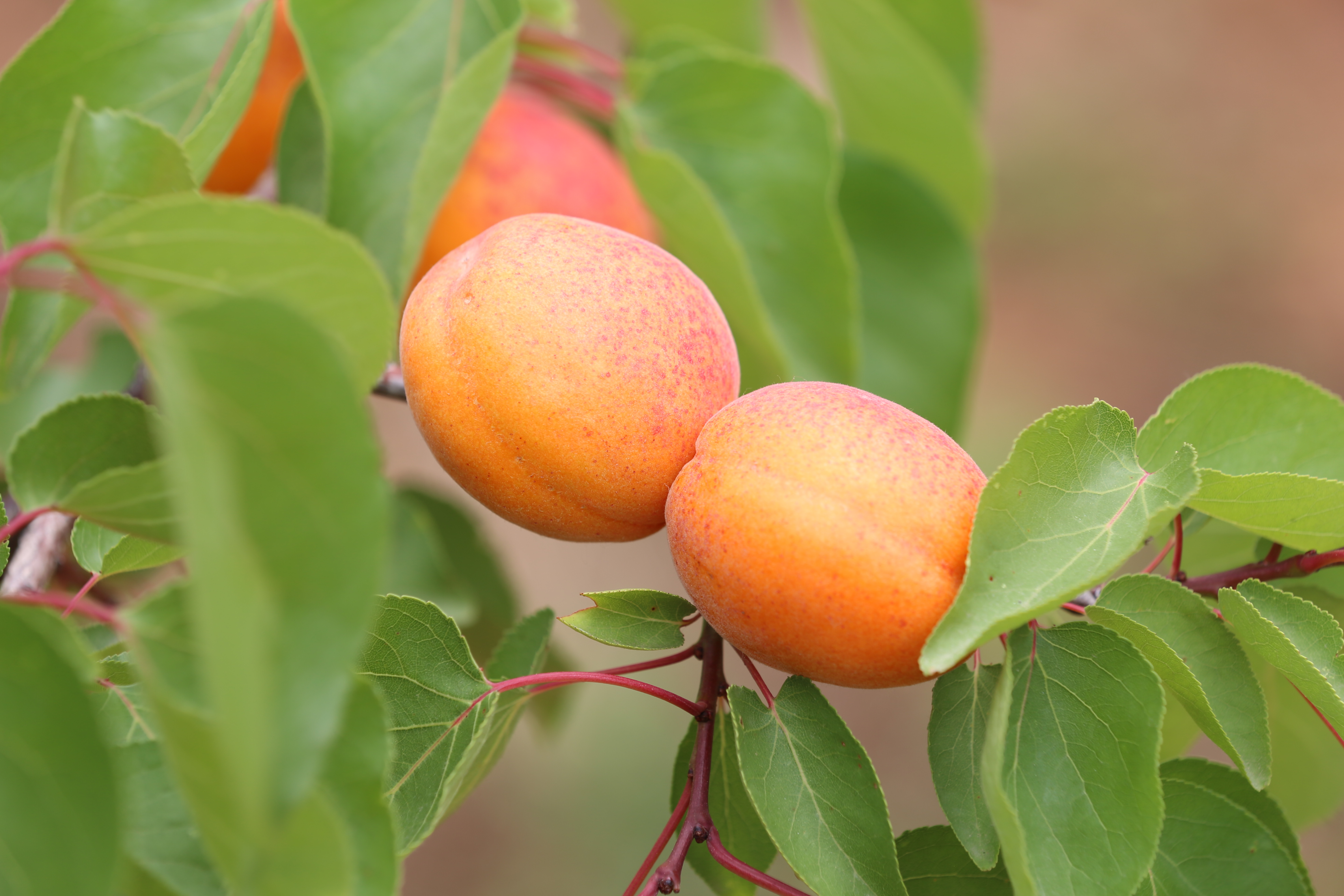 三千多亩许昌禹州鸠山闵庄村的香杏熟了
