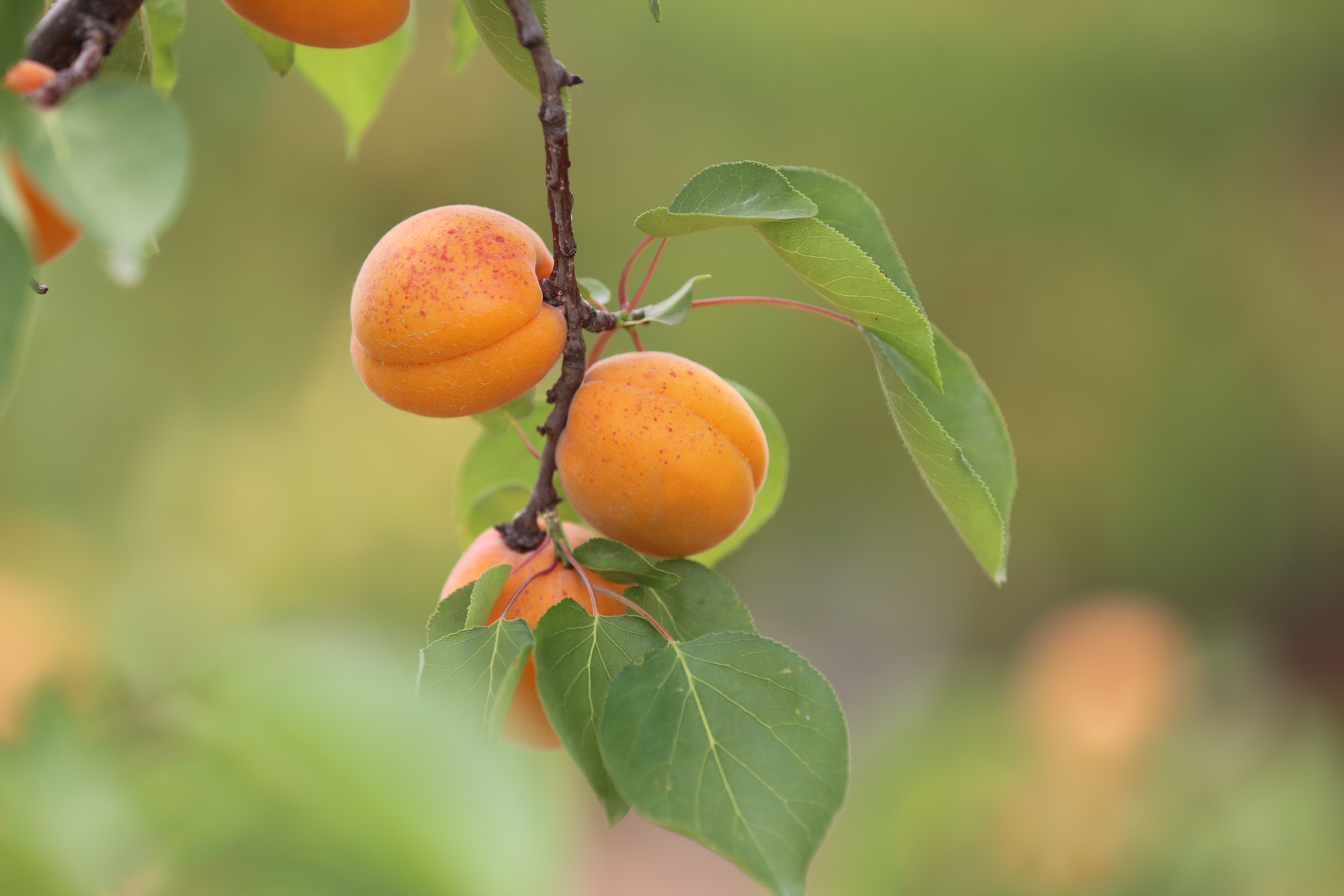 三千多亩许昌禹州鸠山闵庄村的香杏熟了