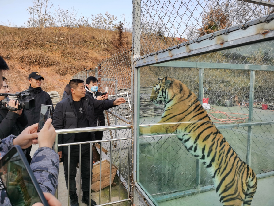 突发事件：淅川县发生一起老虎袭人案件 两只老虎已被击毙(图1)