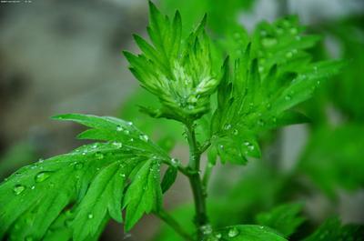 "南阳艾"获批国家地理标志证明商标