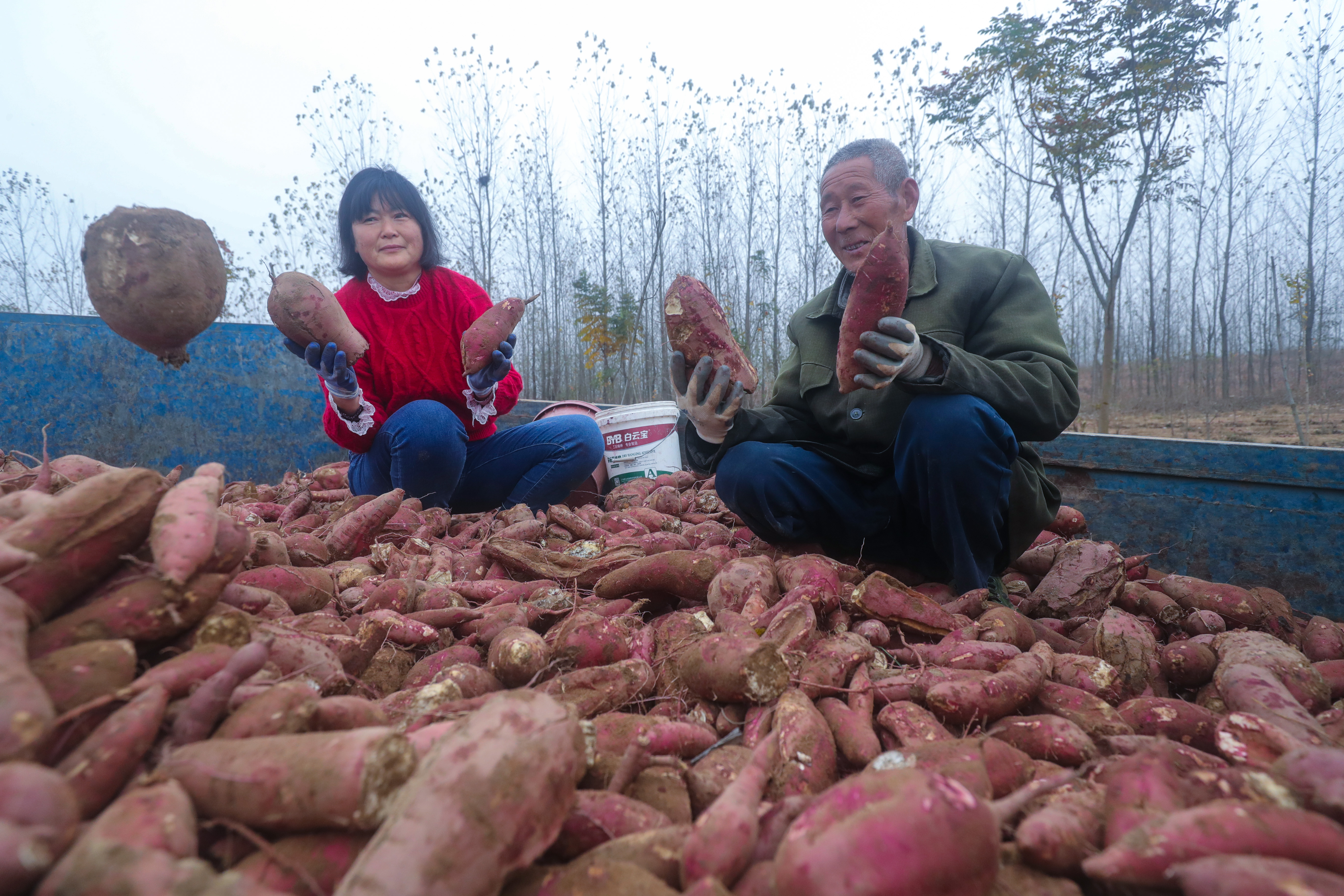 图说信阳丨冬日红薯丰收田间地里采收忙