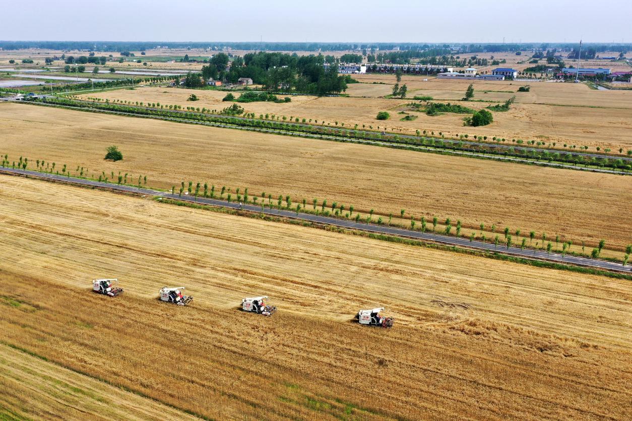 河南息县沙土变身金土地种出丰收和幸福