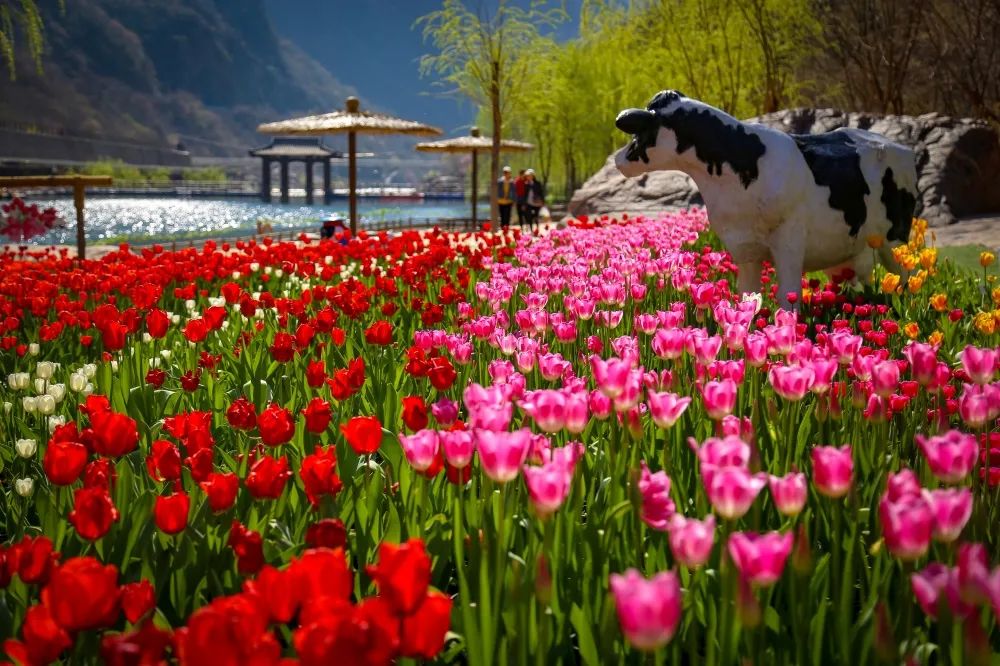 邂逅花海浪漫22宝泉郁金香踏青赏花节将于3月5日启幕 大河网