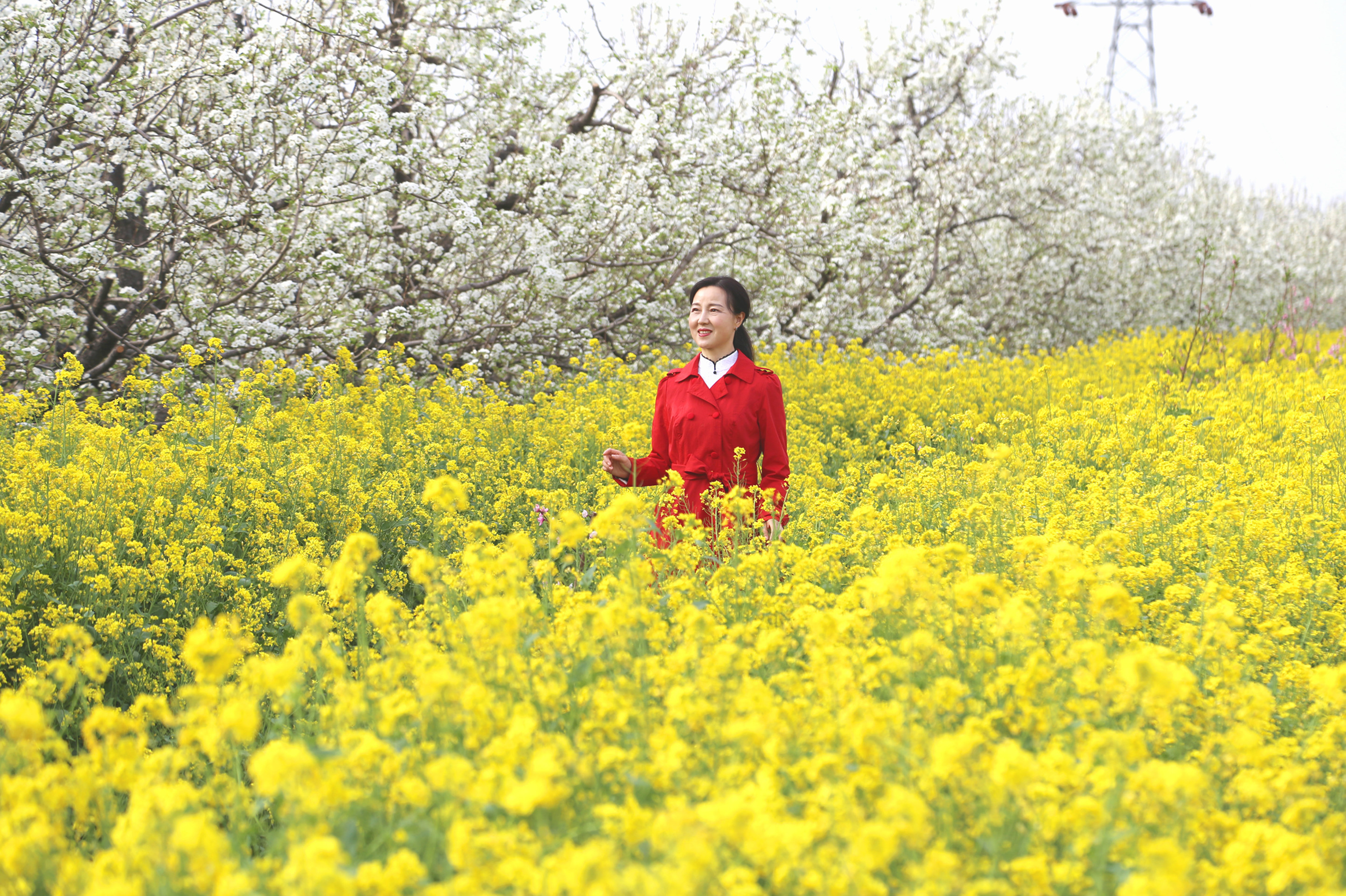 河南灵宝 田园景色美如画踏青赏花正当时 手机大河网