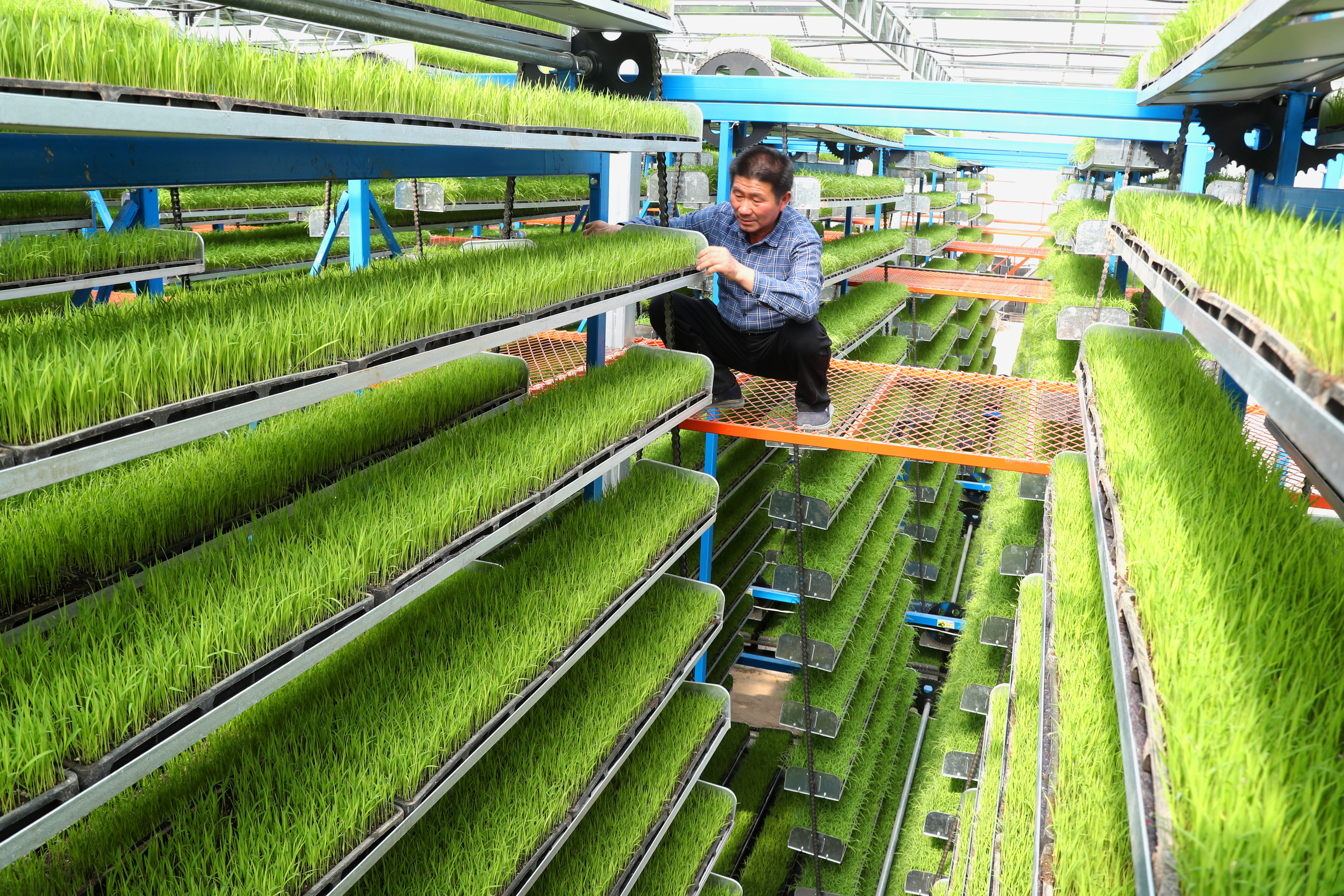 "这个机器,我花了600多万,可以直接把稻谷变成大米,一天能加工150吨.