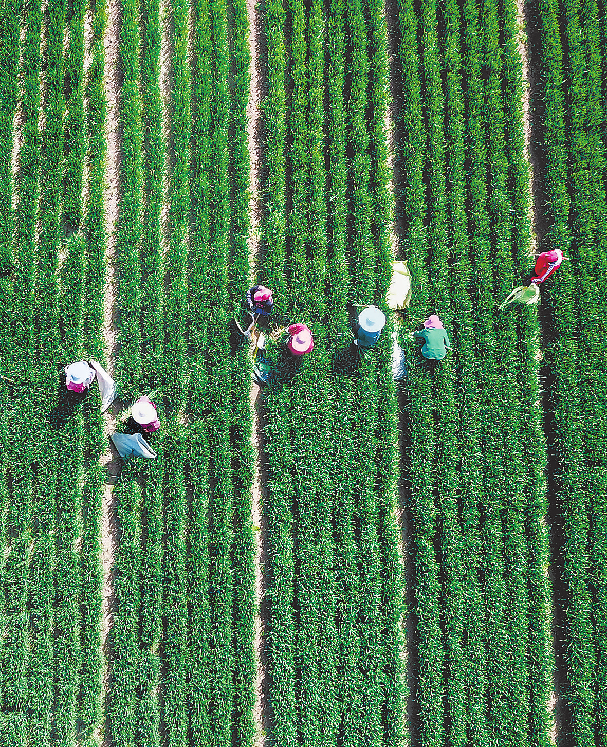 4月18日，荥阳市一处优质小麦种子示范田里，农技人员在开展麦田管理工作，为今夏小麦丰收打下坚实基础。（杨正华 摄）