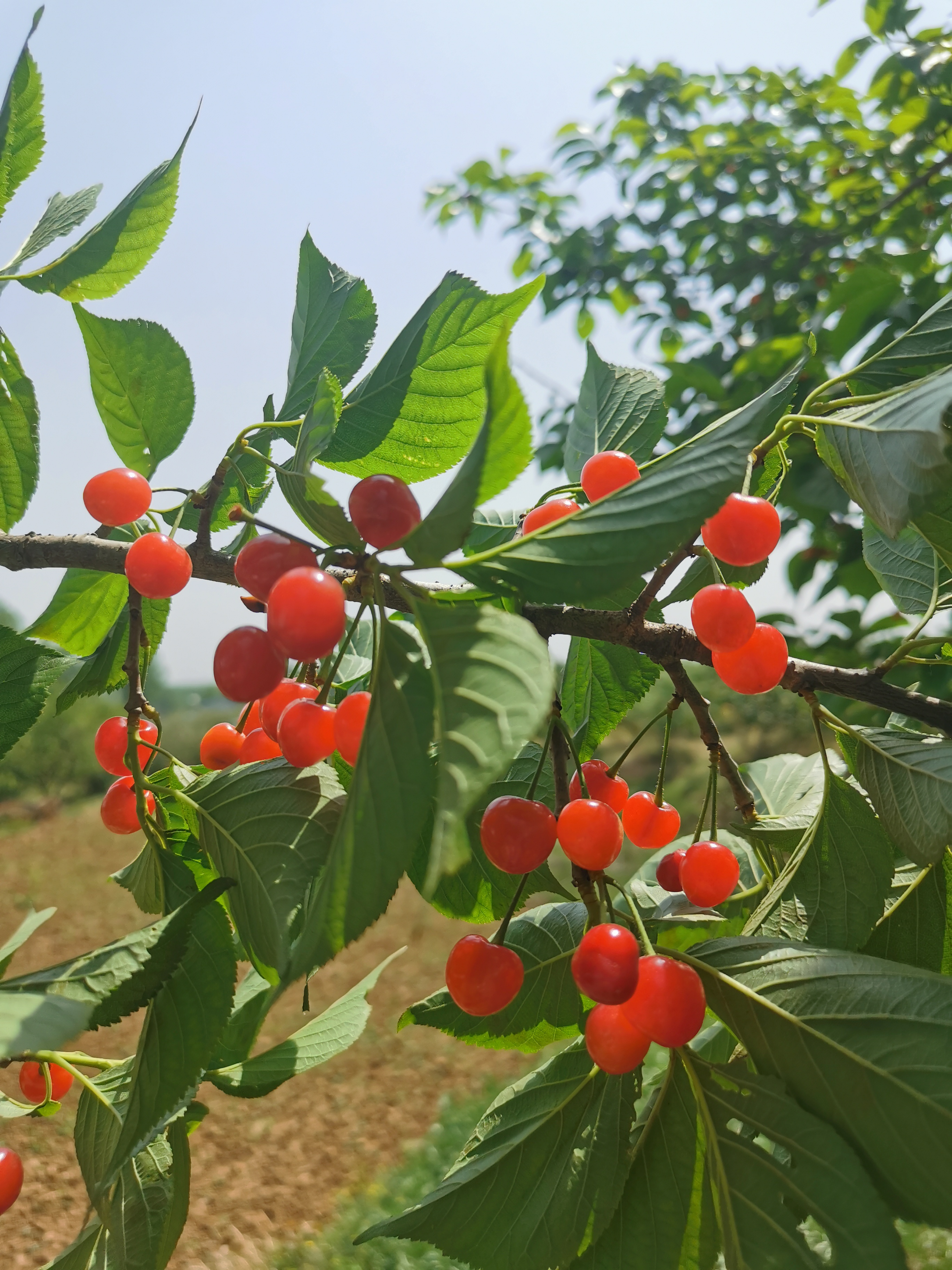 南阳镇平红樱桃奏响乡村振兴曲