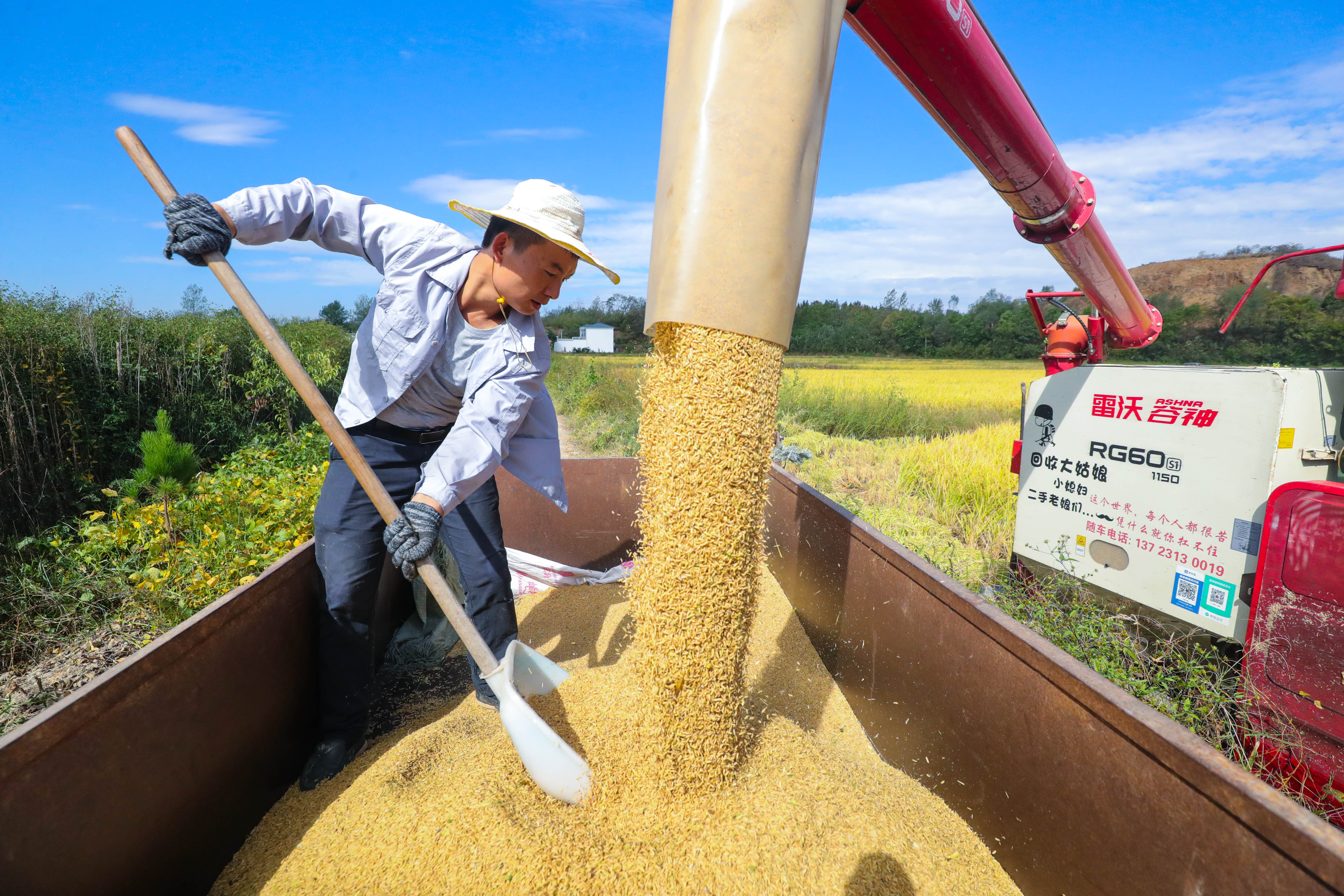 光山：国庆节期间麦茬田水稻抢收忙-大河网