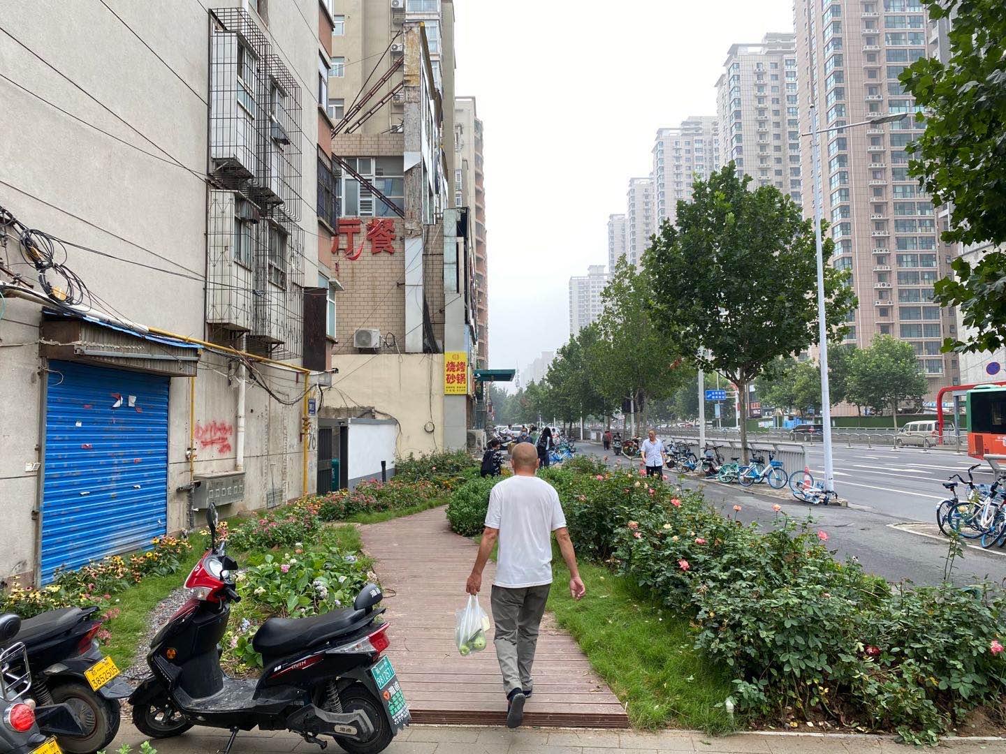 水杉|新闻追踪丨枯萎水杉被移除 补栽苗木确保成活率