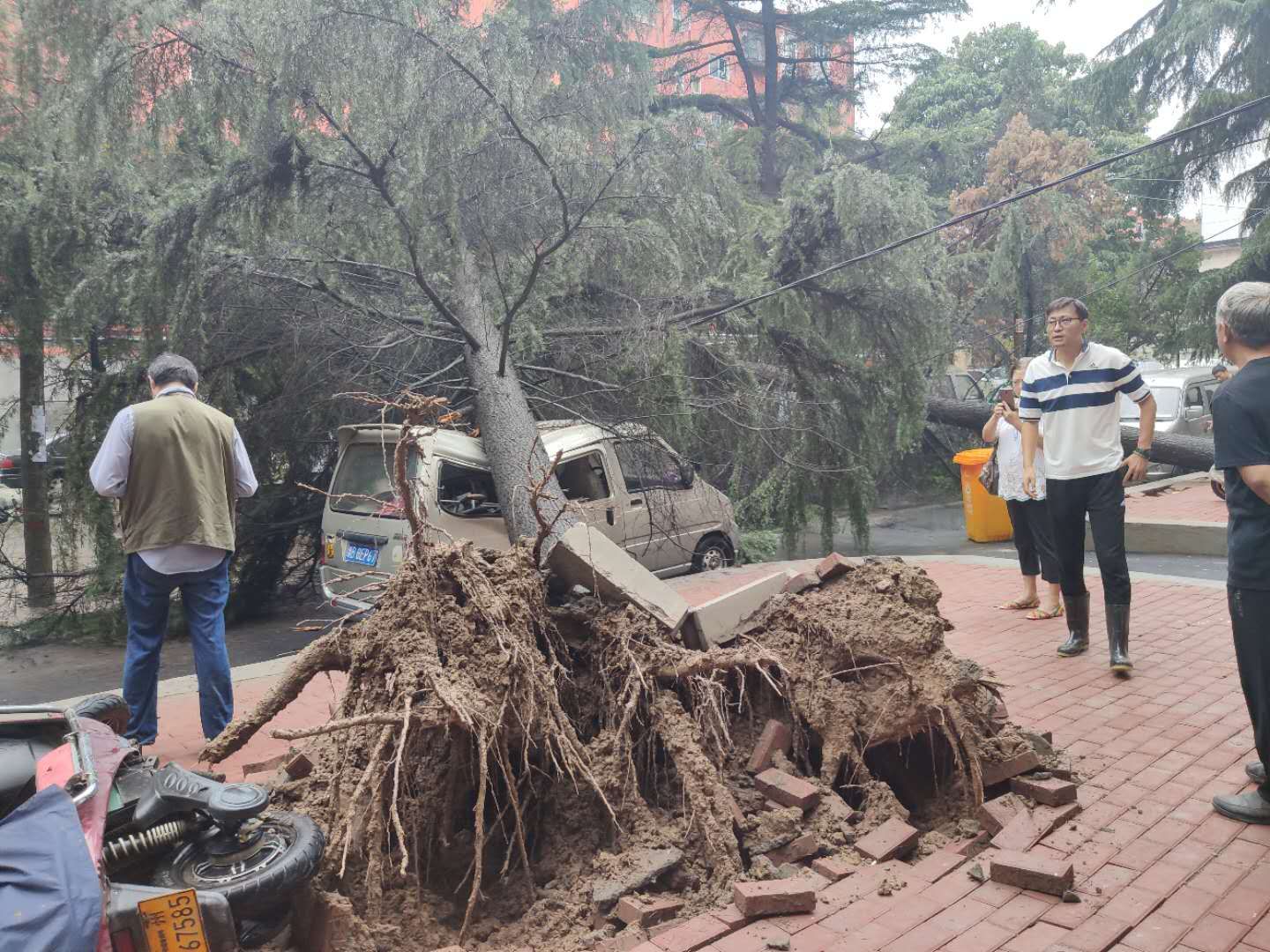 雪松|大雨中雪松倒地 三辆汽车被砸中