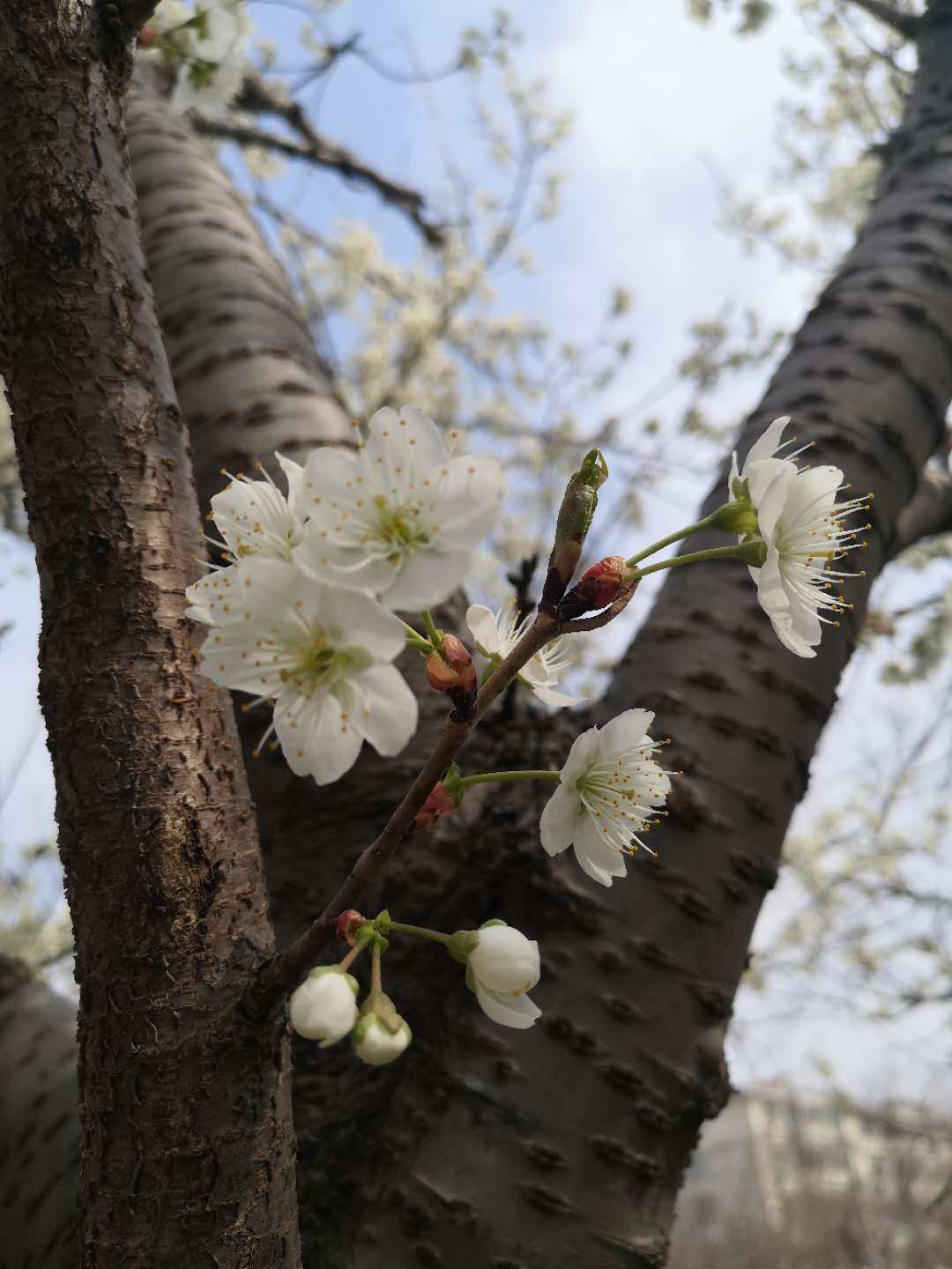 现在华夏南路上种植较多的樱花品种有:昭君(染井吉野),慕青(大岛樱)