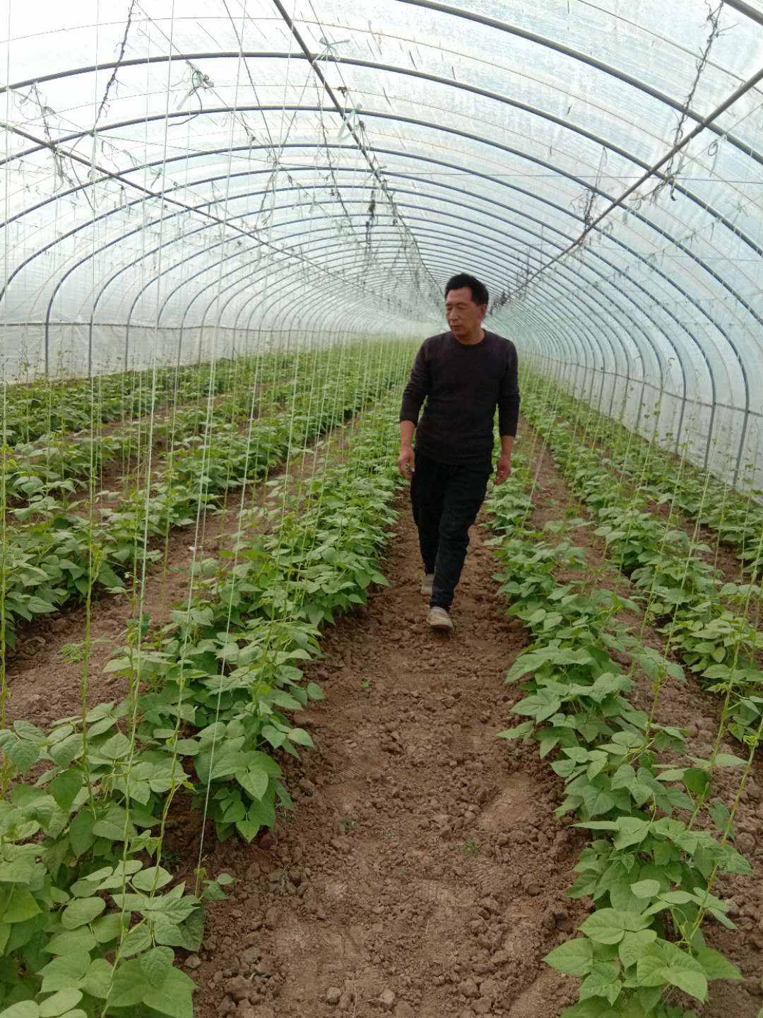 蔬菜■金融助力，博爱县贫困户武兵承包蔬菜大棚致富啦