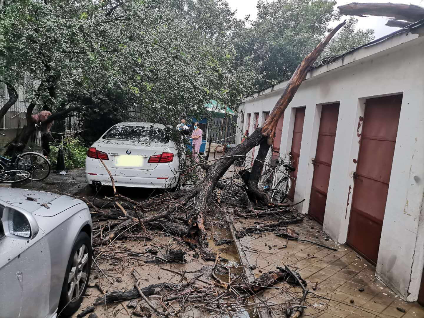 奥迪|枯树在雨中倒下 宝马奥迪遭殃