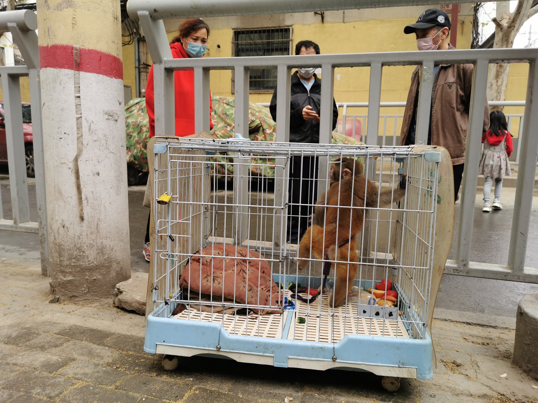 「动物」“大师兄”深夜现身郑州一小区，不知道它从哪儿来，但知道它会到哪儿去