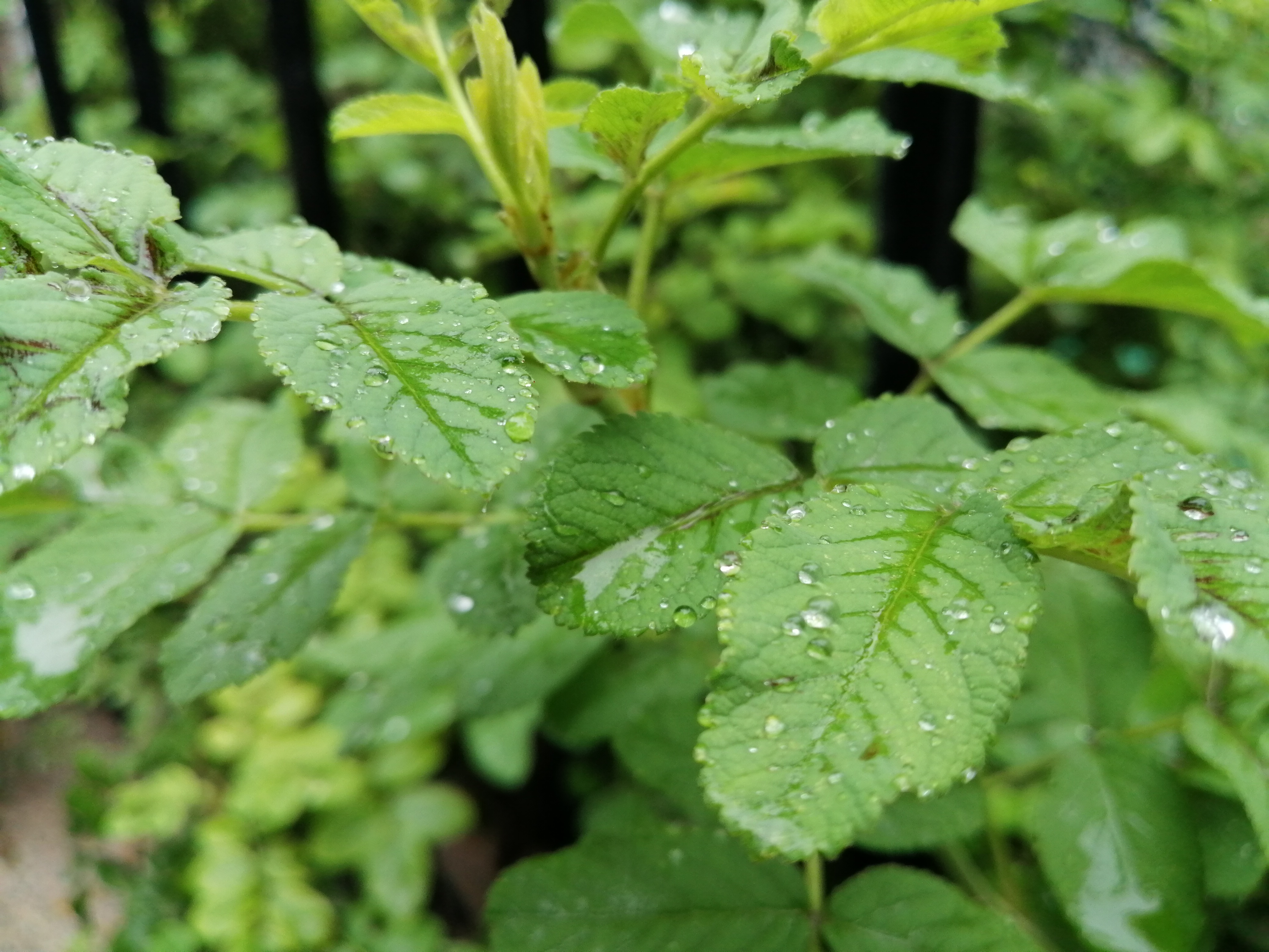 |这两天河南被降雨承包了吗? 比降雨更糟的是大降温