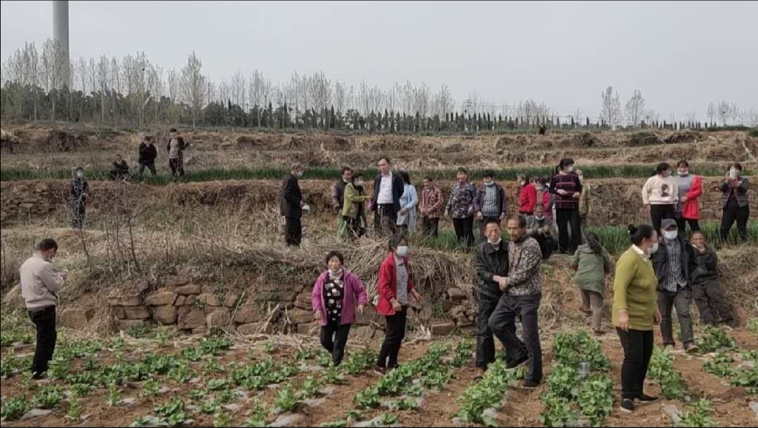 #农业#285亩白菜制种受“污染”，要损失几百万？村民急坏了:有人私自种植