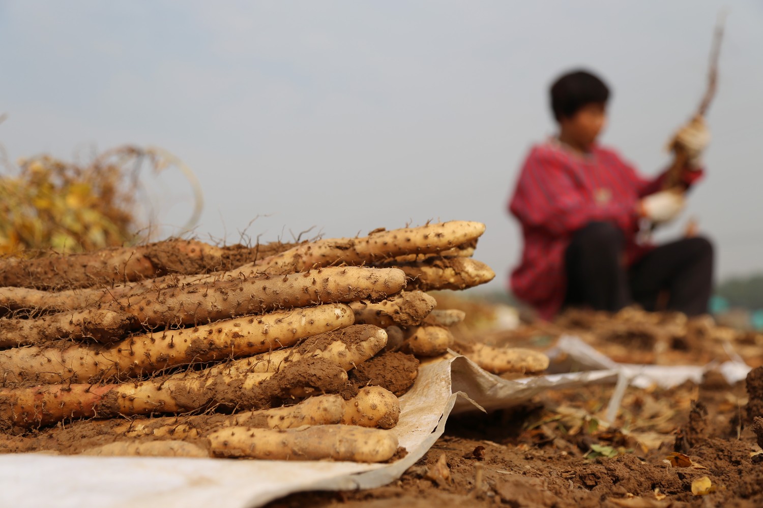 山药采挖季来看铁棍山药第一村赵郭作那些牛事儿