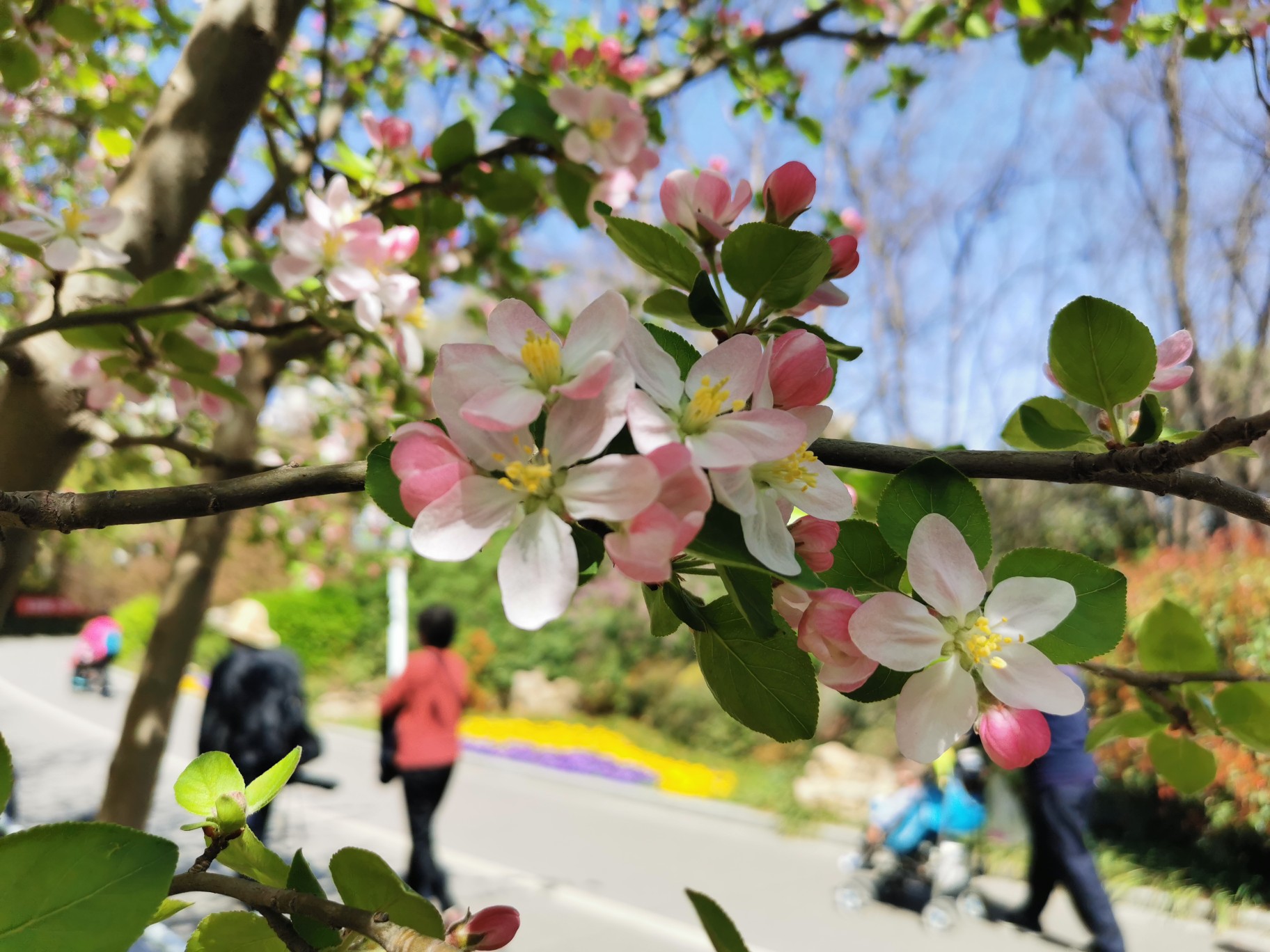 花影之下听筝曲 带你漫步郑州最美海棠大道 河南一百度