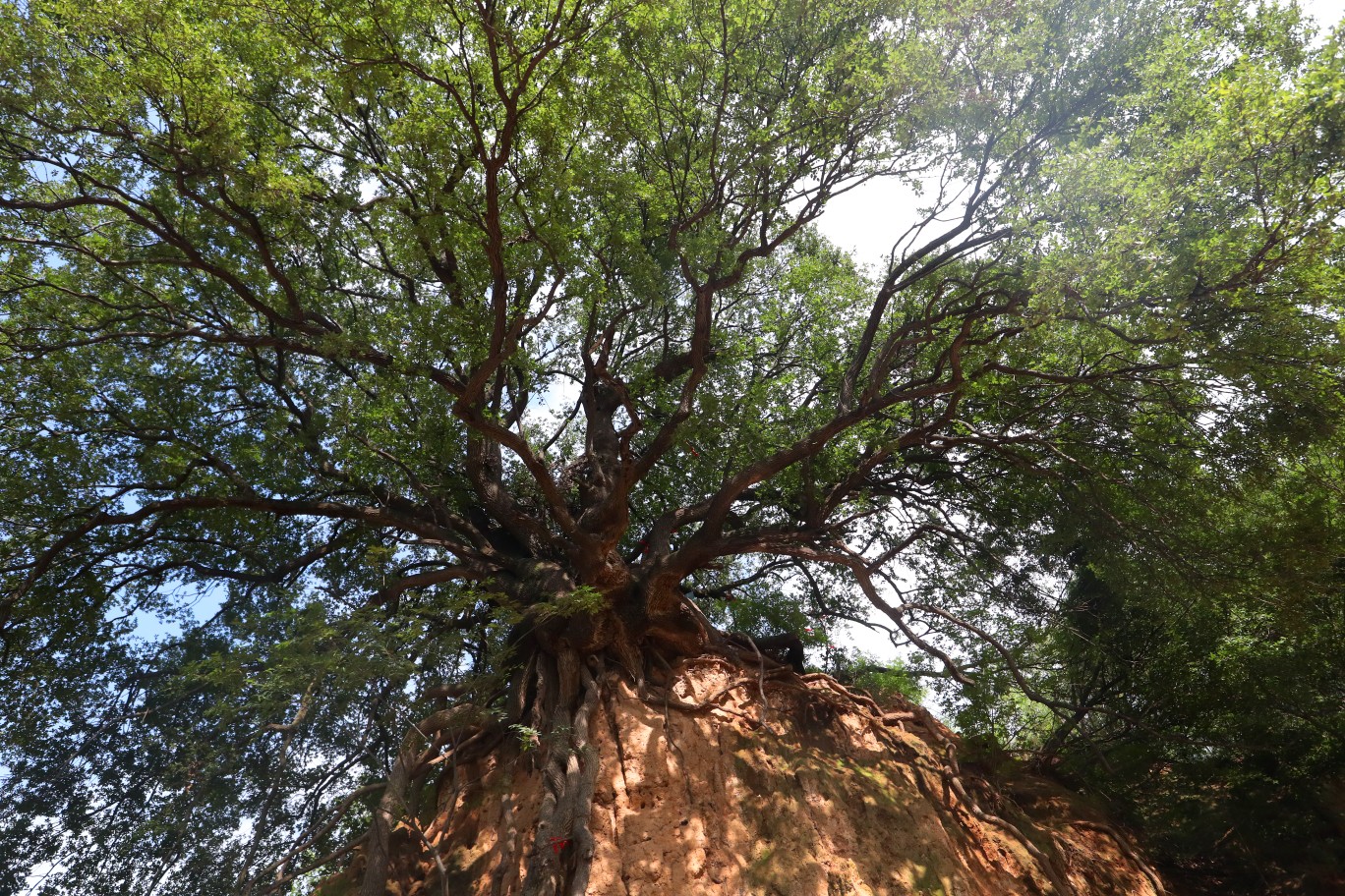 郑州经济|郑州散生古树接近4000株 该如何呵护这些绿色活化石?