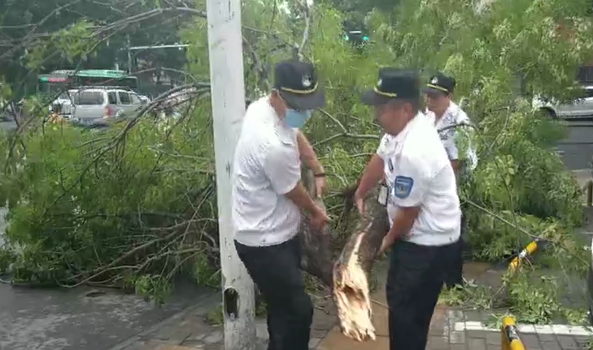 |真费劲！抬这棵折断树干10个人才挪动它