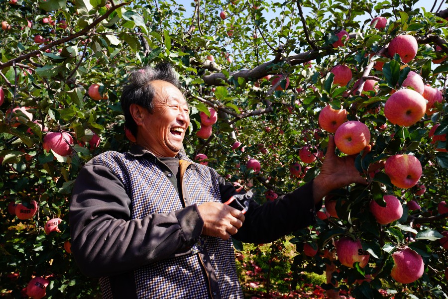 三門(mén)峽的蘋(píng)果紅了！今年產(chǎn)量約19.7億公斤