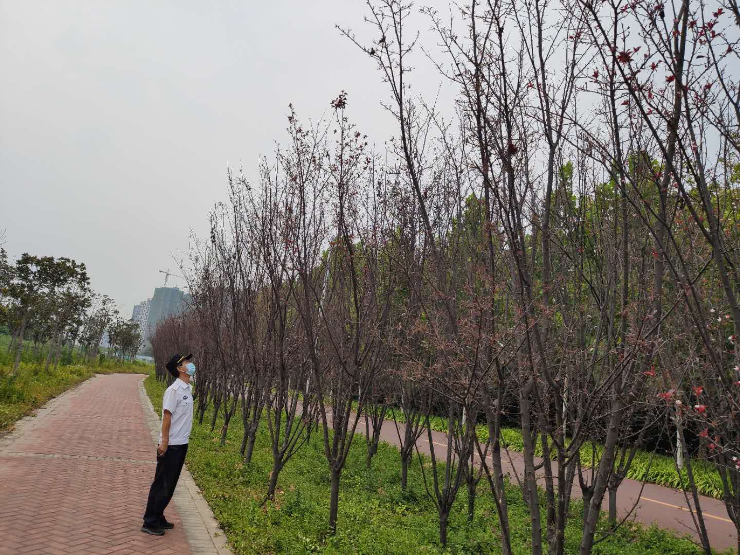 林业|嘘？！大量虫子缠树这儿要闹虫灾？