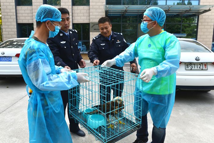 河南八部门联合发文 这些以食用为目的的在养陆生野生动物9月底将全面退出